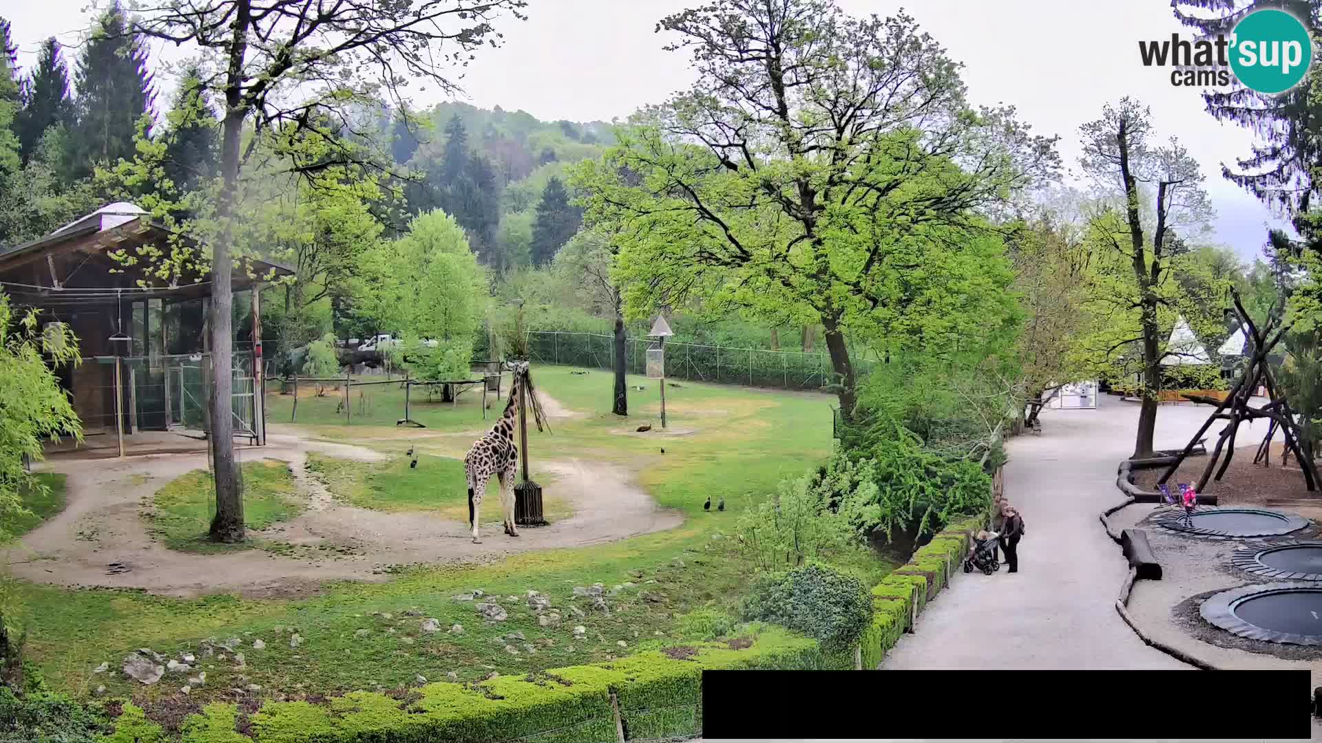 Webcam Zoo Ljubljana – Giraffes