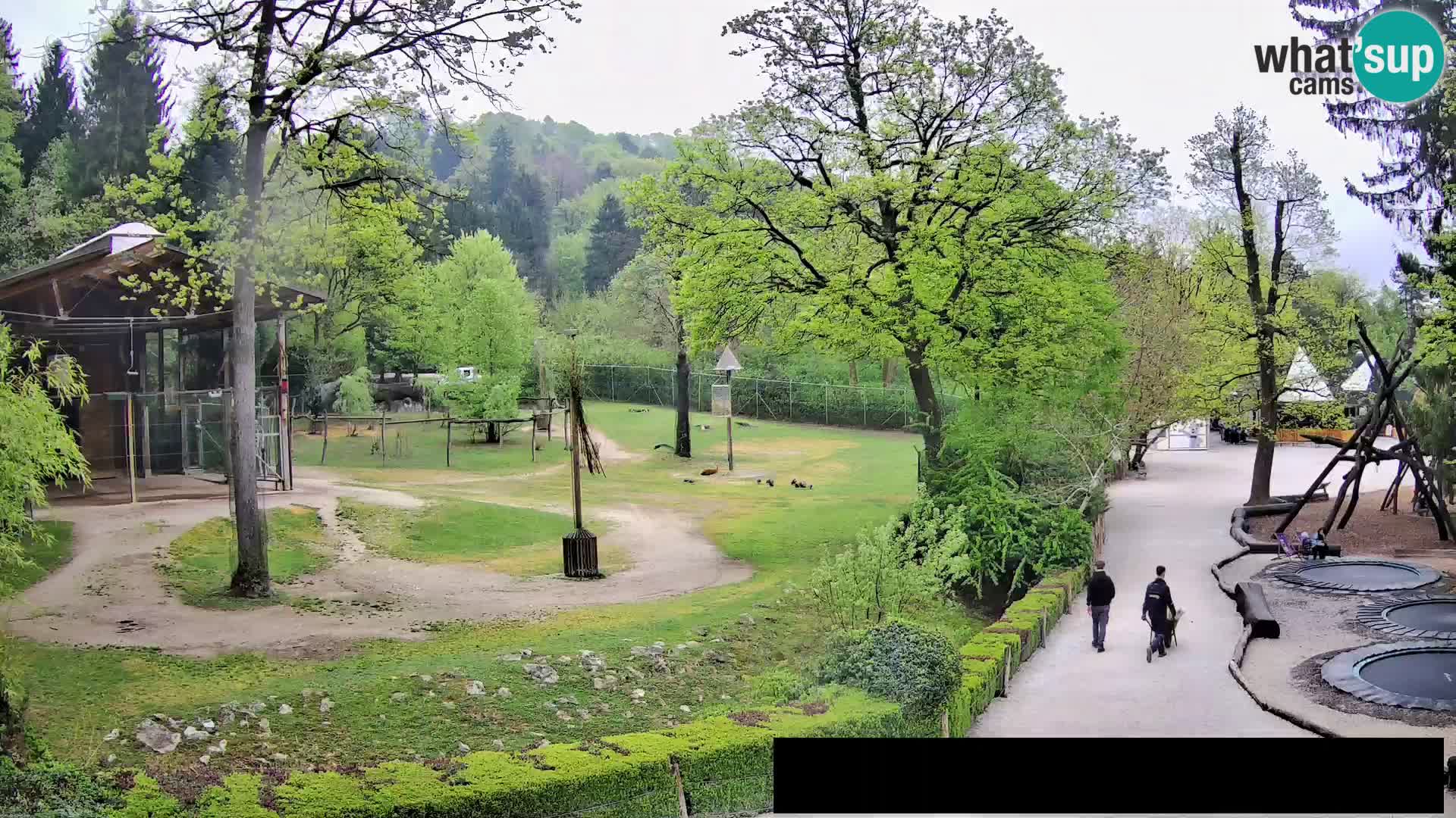 Webcam Zoo Ljubljana – Jirafas