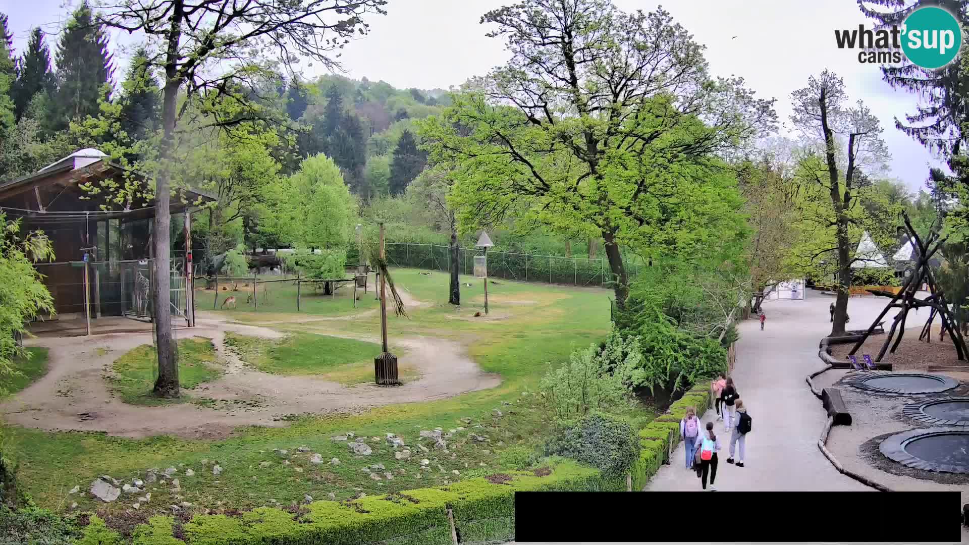 Webcam Zoo Ljubljana – Giraffes