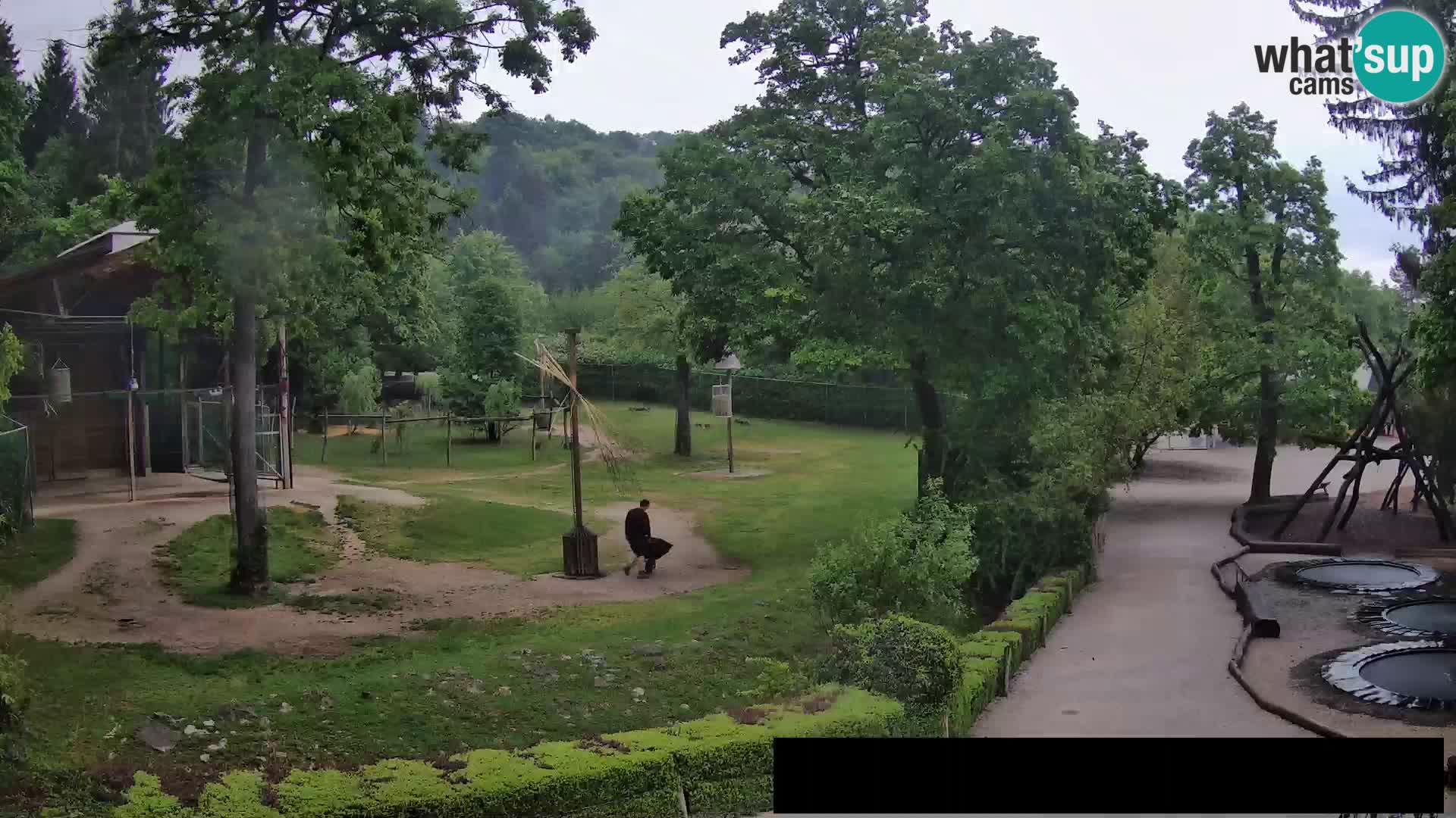 Webcam live Zoo Lubiana – Giraffe