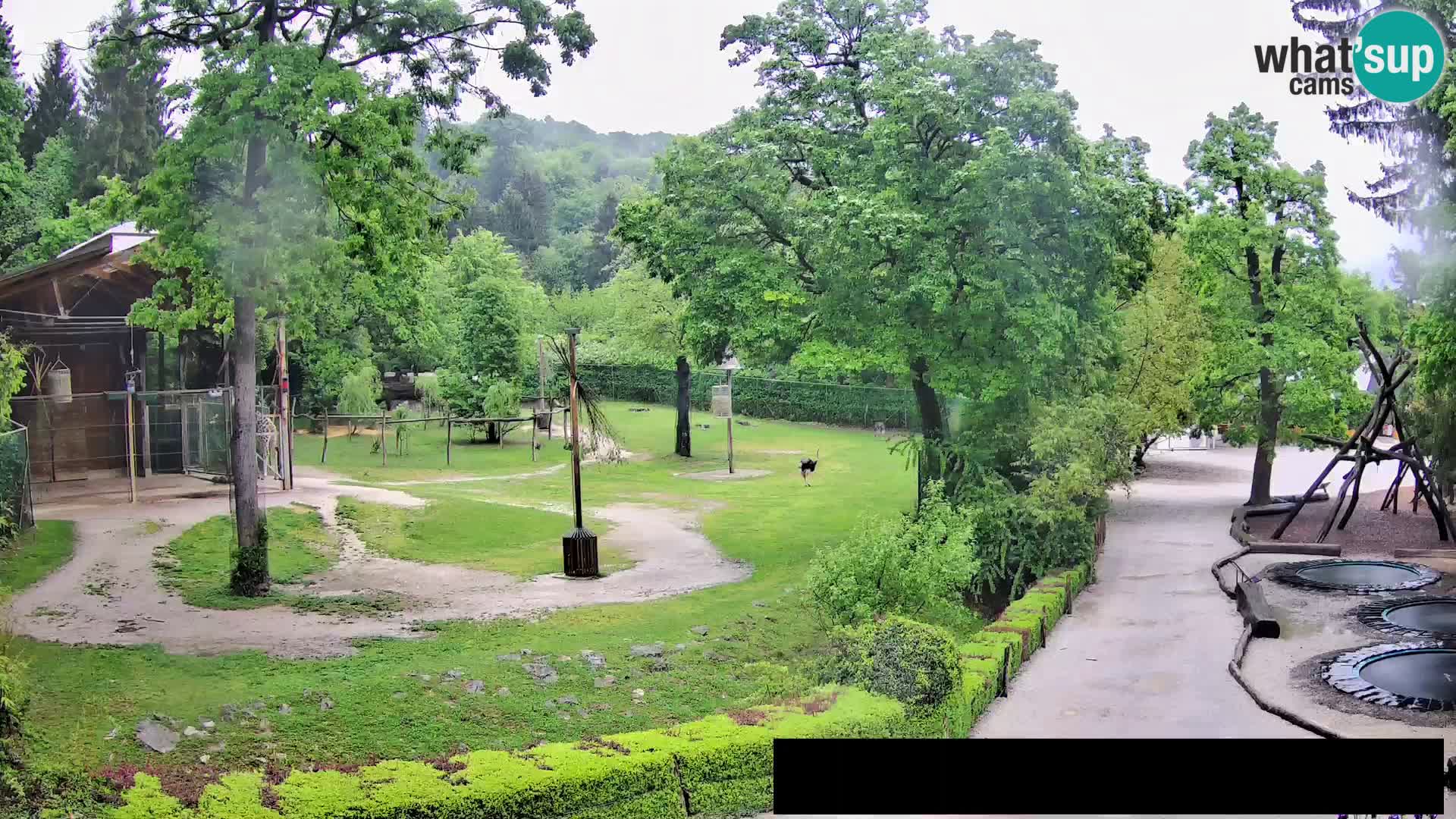 Webcam Zoo Ljubljana – Jirafas