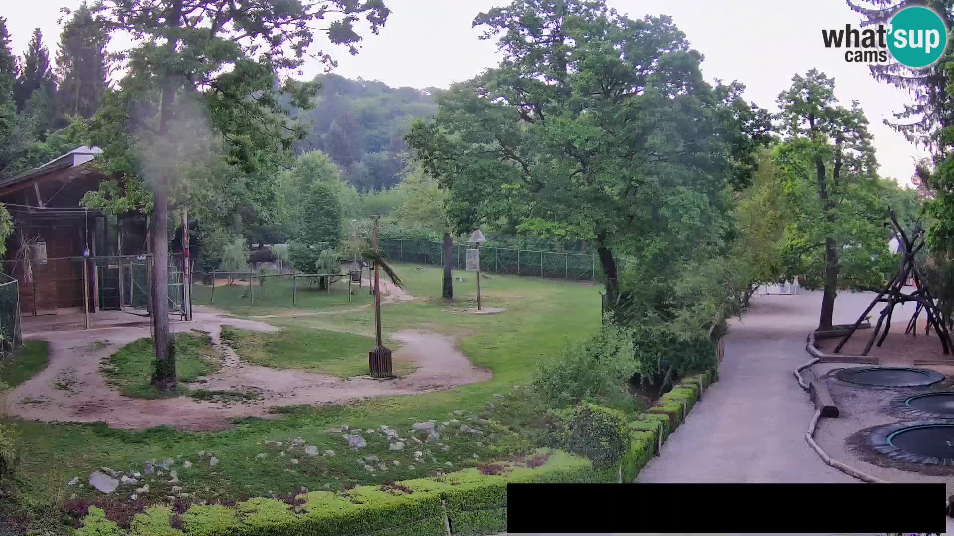 Webcam live Zoo Lubiana – Giraffe