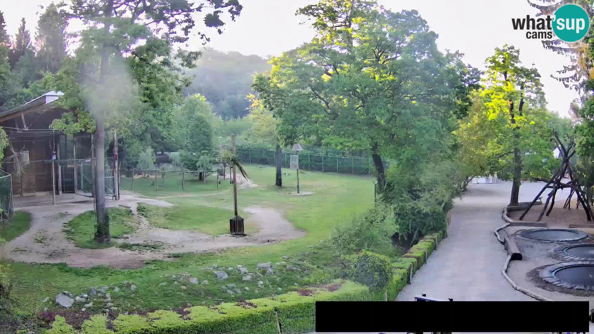 Spletna kamera Živalski vrt Ljubljana – Žirafe