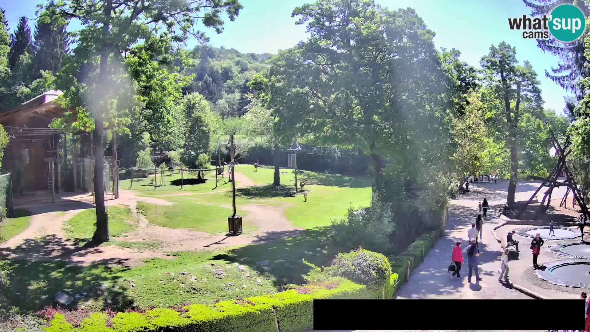 Webcam Zoo Ljubljana – Giraffes