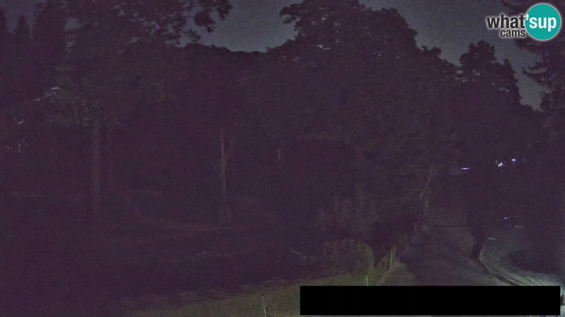 Webcam Zoo Ljubljana – Giraffen
