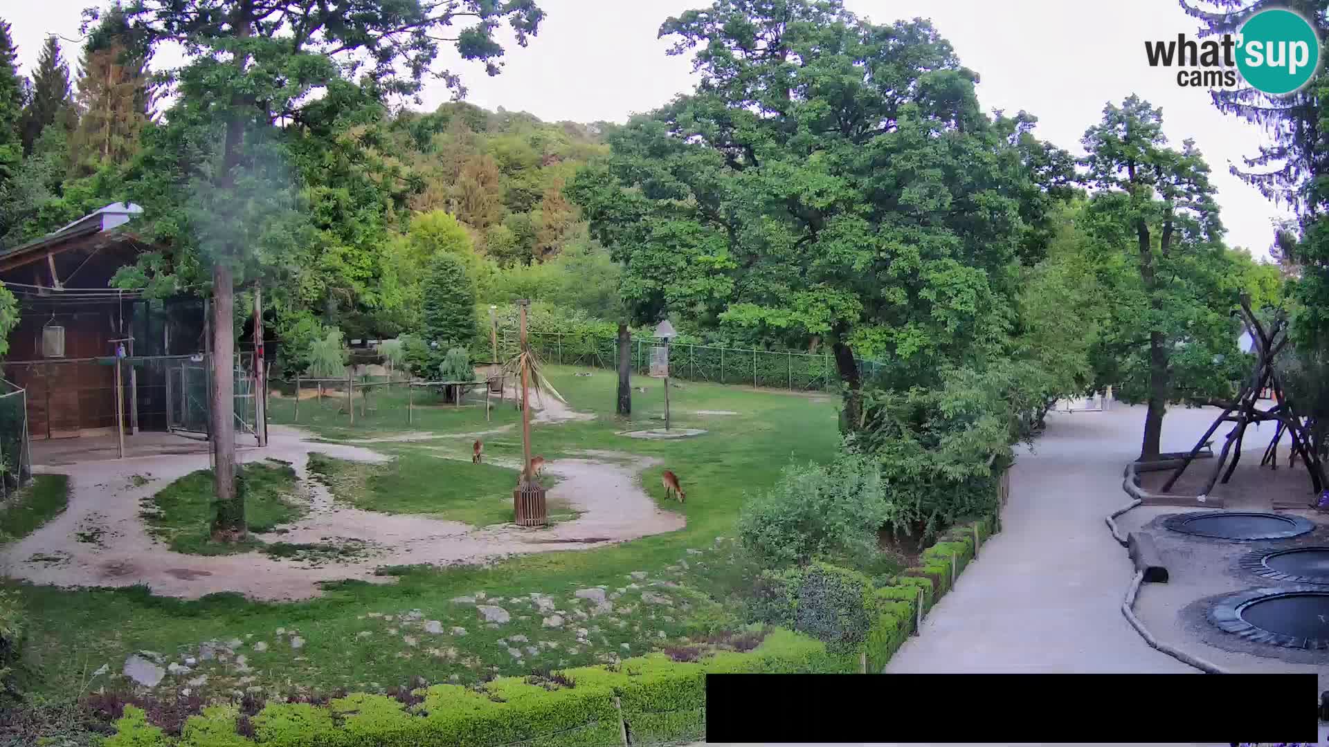 Webcam Zoo Ljubljana – Giraffes