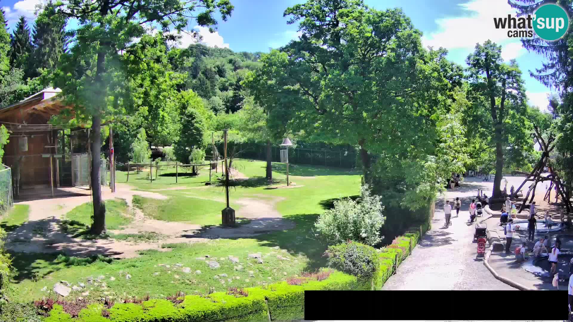 Webcam Zoo Ljubljana – Giraffen