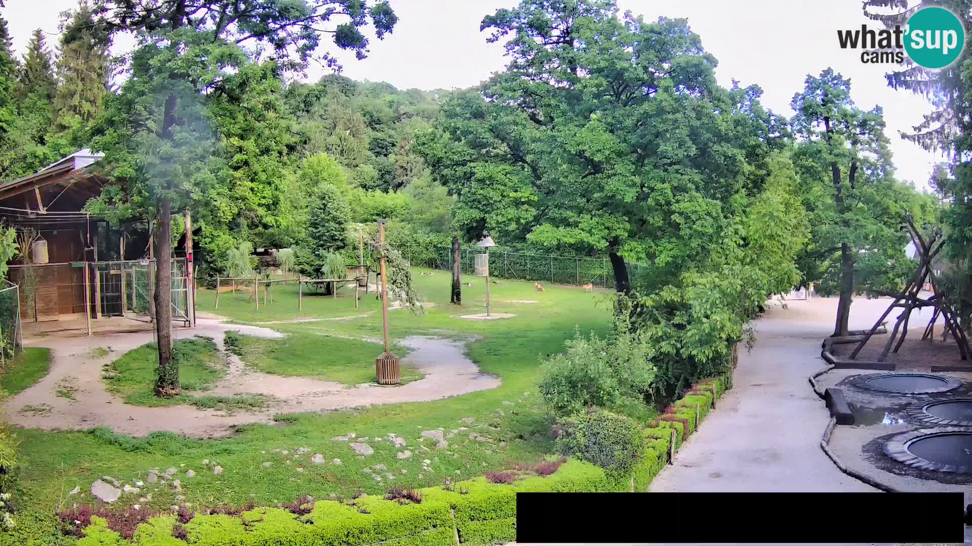 Webcam Zoo Ljubljana – Giraffes