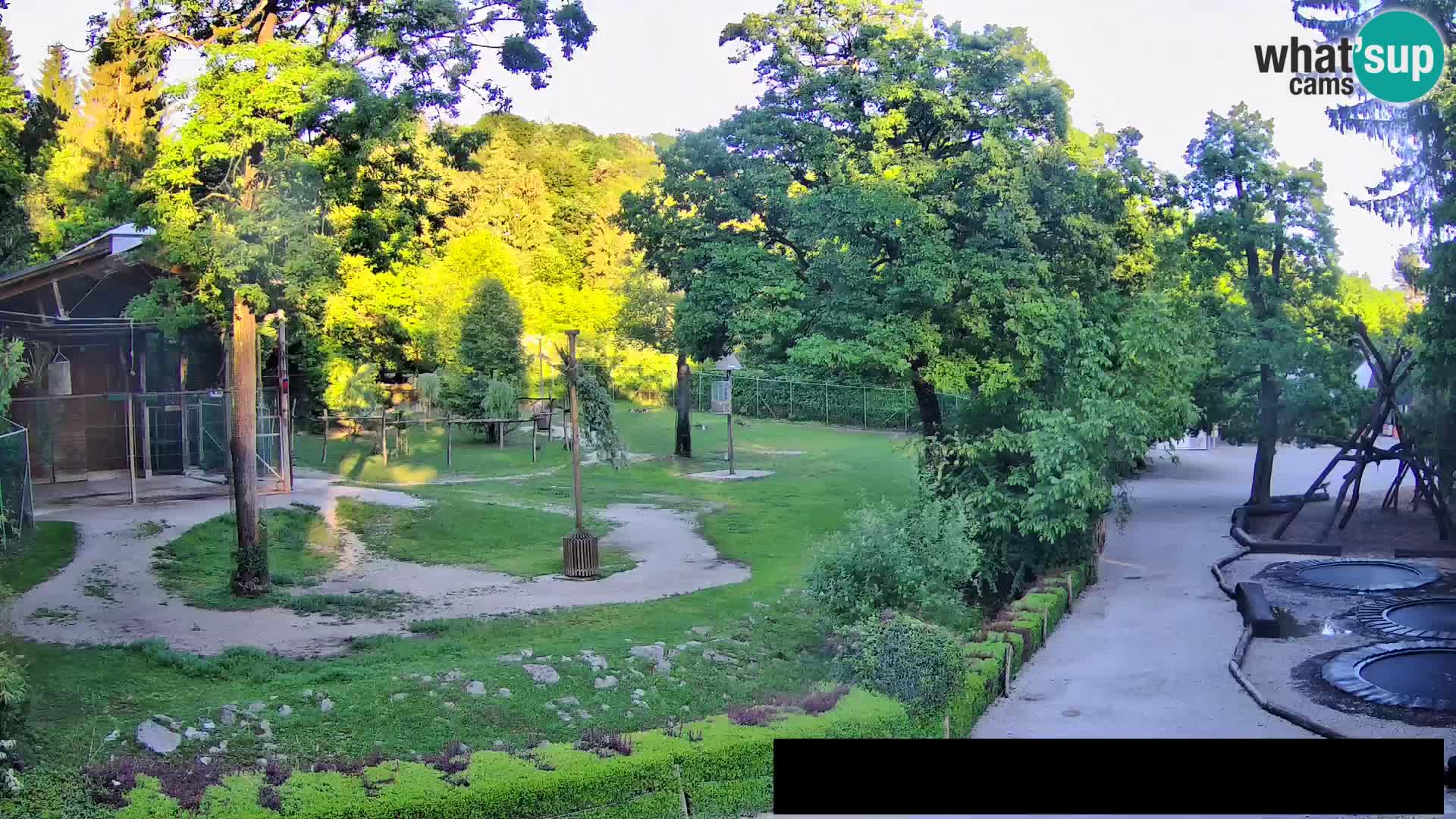 Webcam Zoo Ljubljana – Giraffen