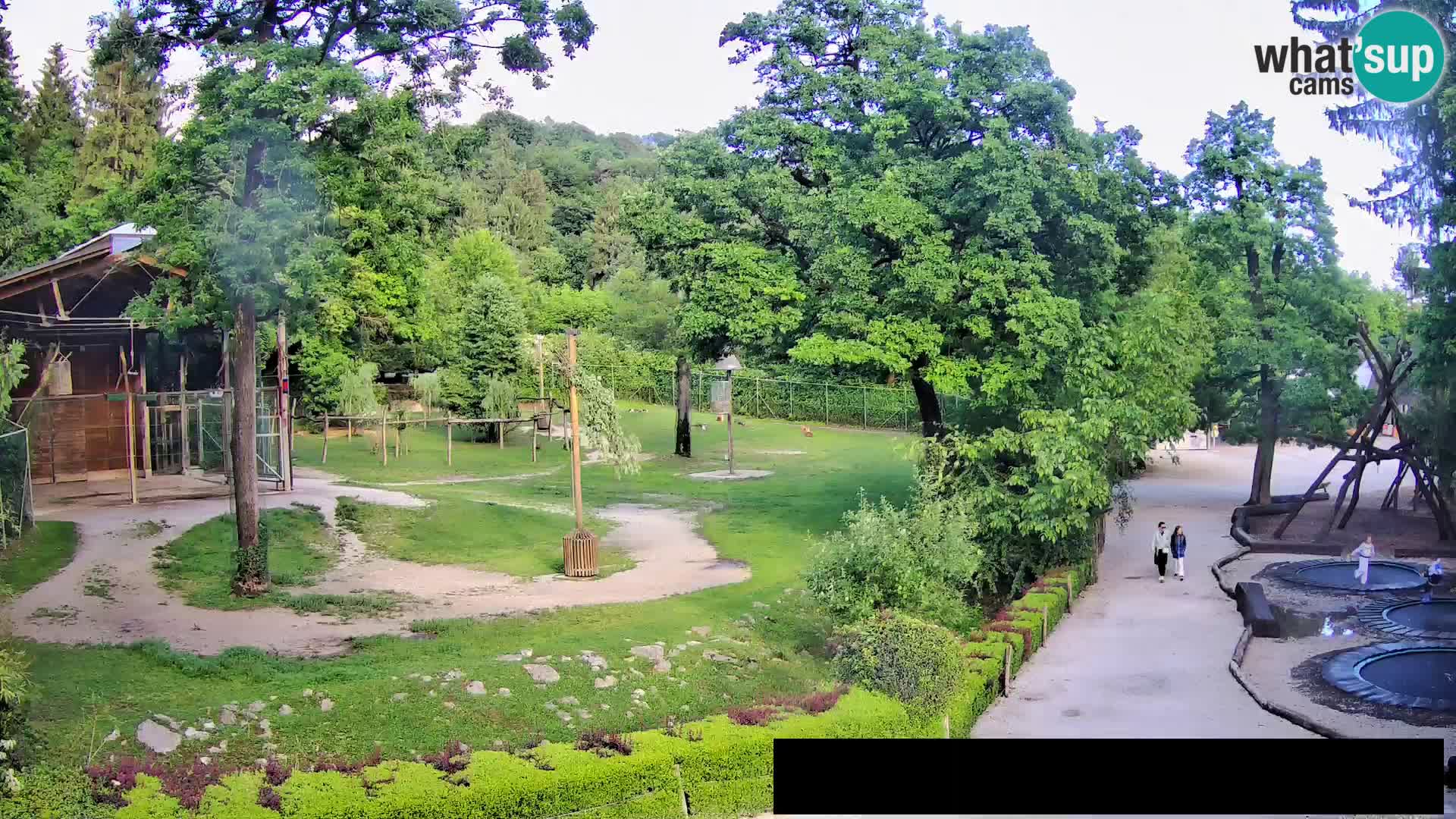 Webcam Zoo Ljubljana – Giraffes