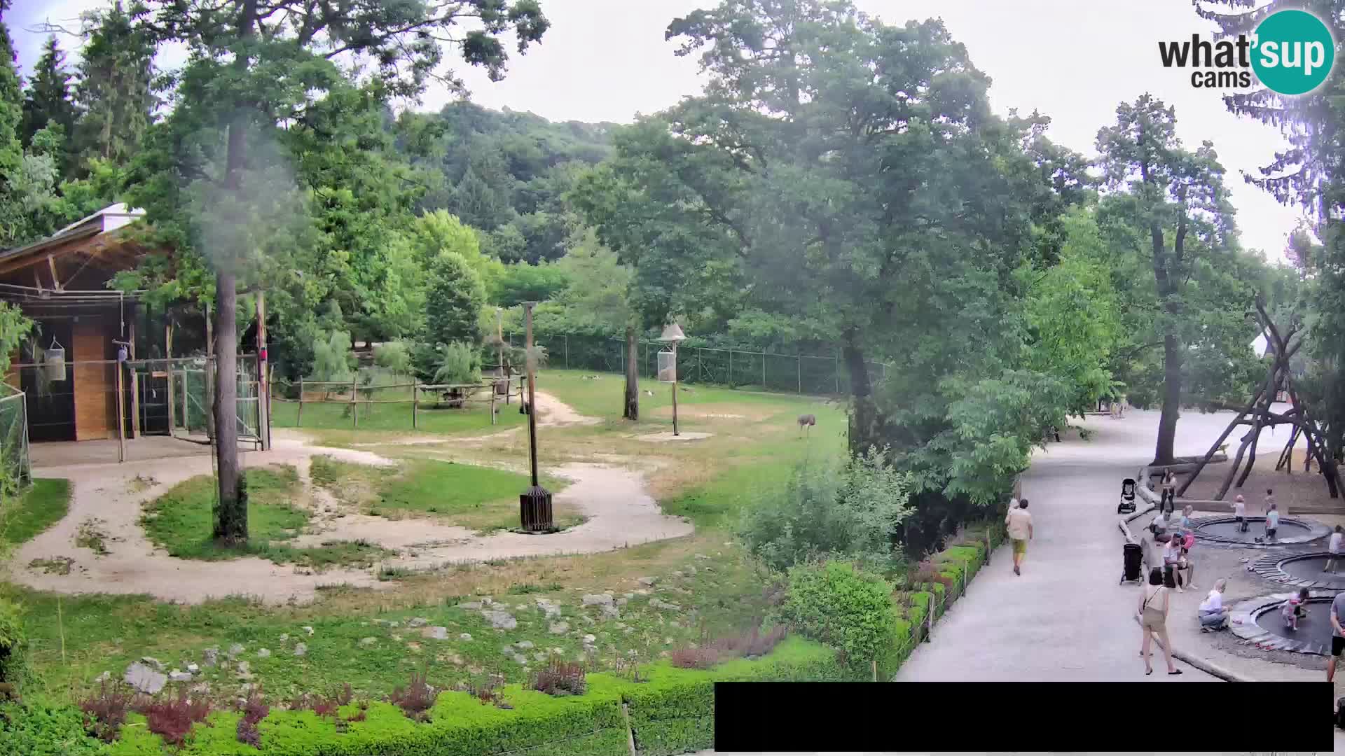 Webcam Zoo Ljubljana – Giraffen