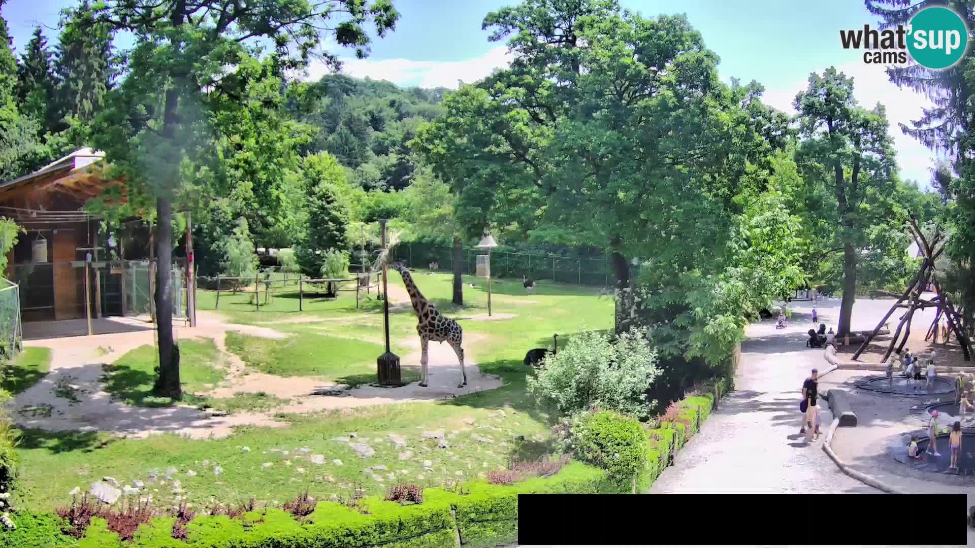 Webcam Zoo Ljubljana – Giraffes
