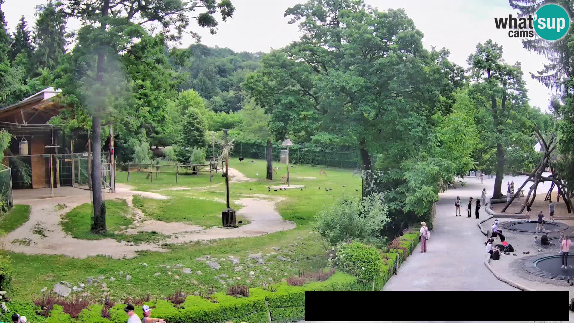 Webcam Zoo Ljubljana – Giraffes