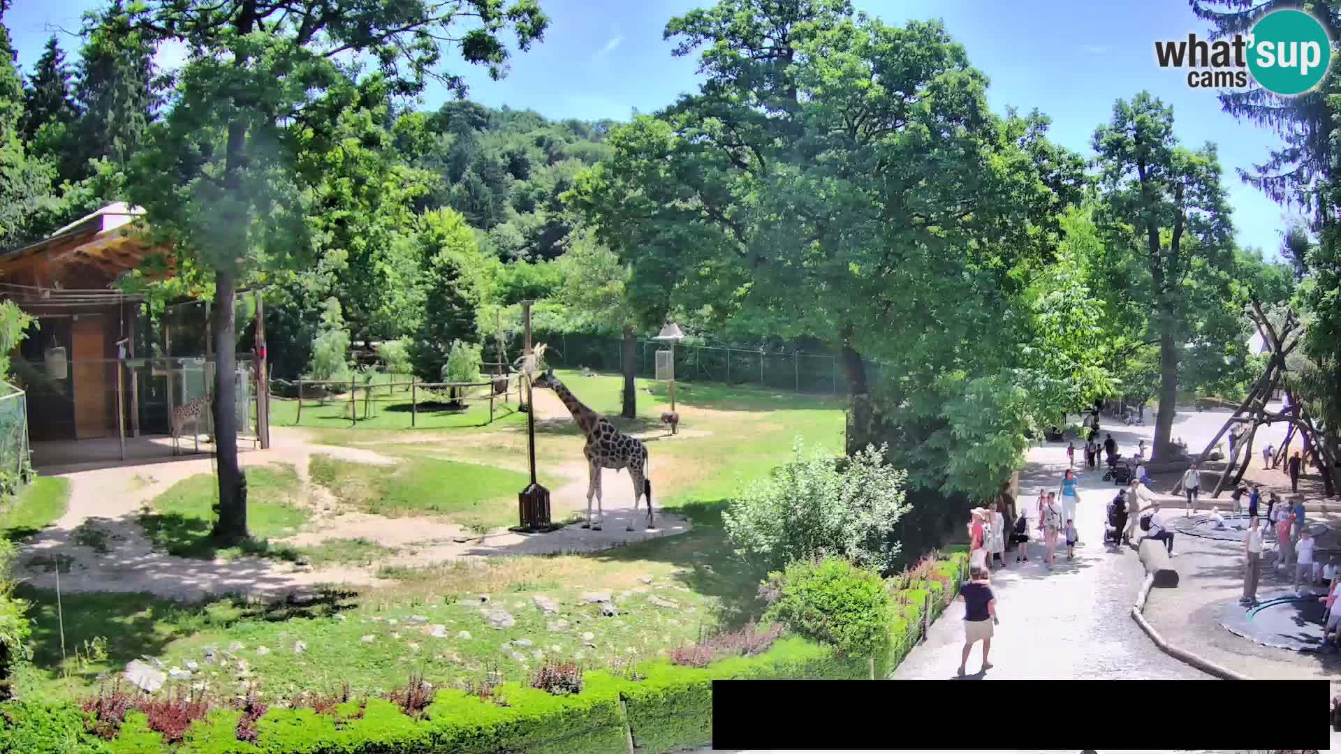 Web kamera Zoo Ljubljana – Žirafe