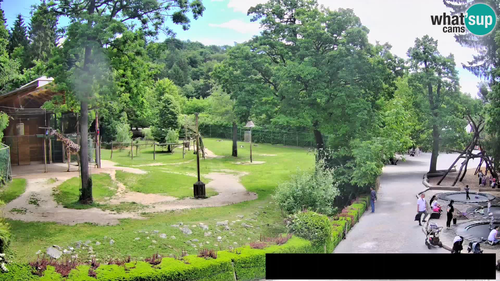 Web kamera Zoo Ljubljana – Žirafe