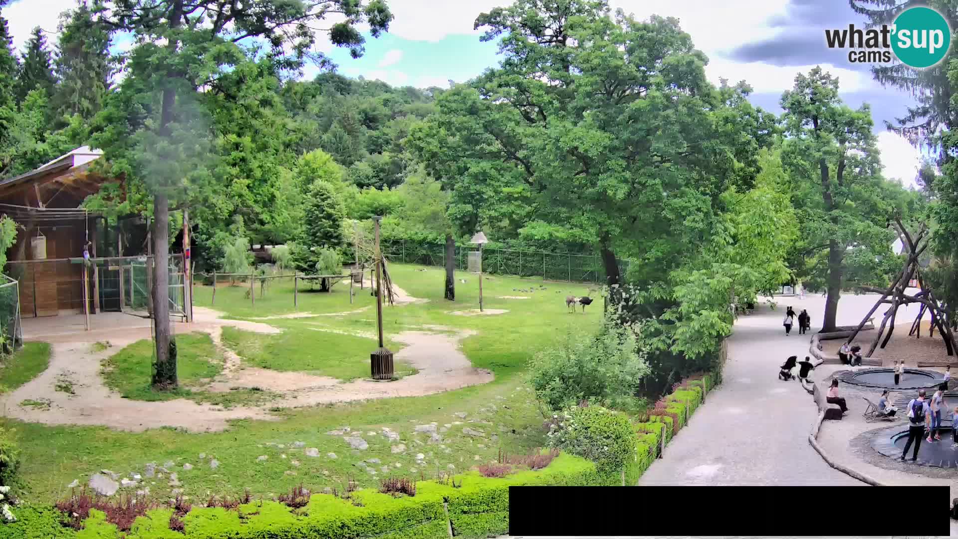 Webcam live Zoo Lubiana – Giraffe