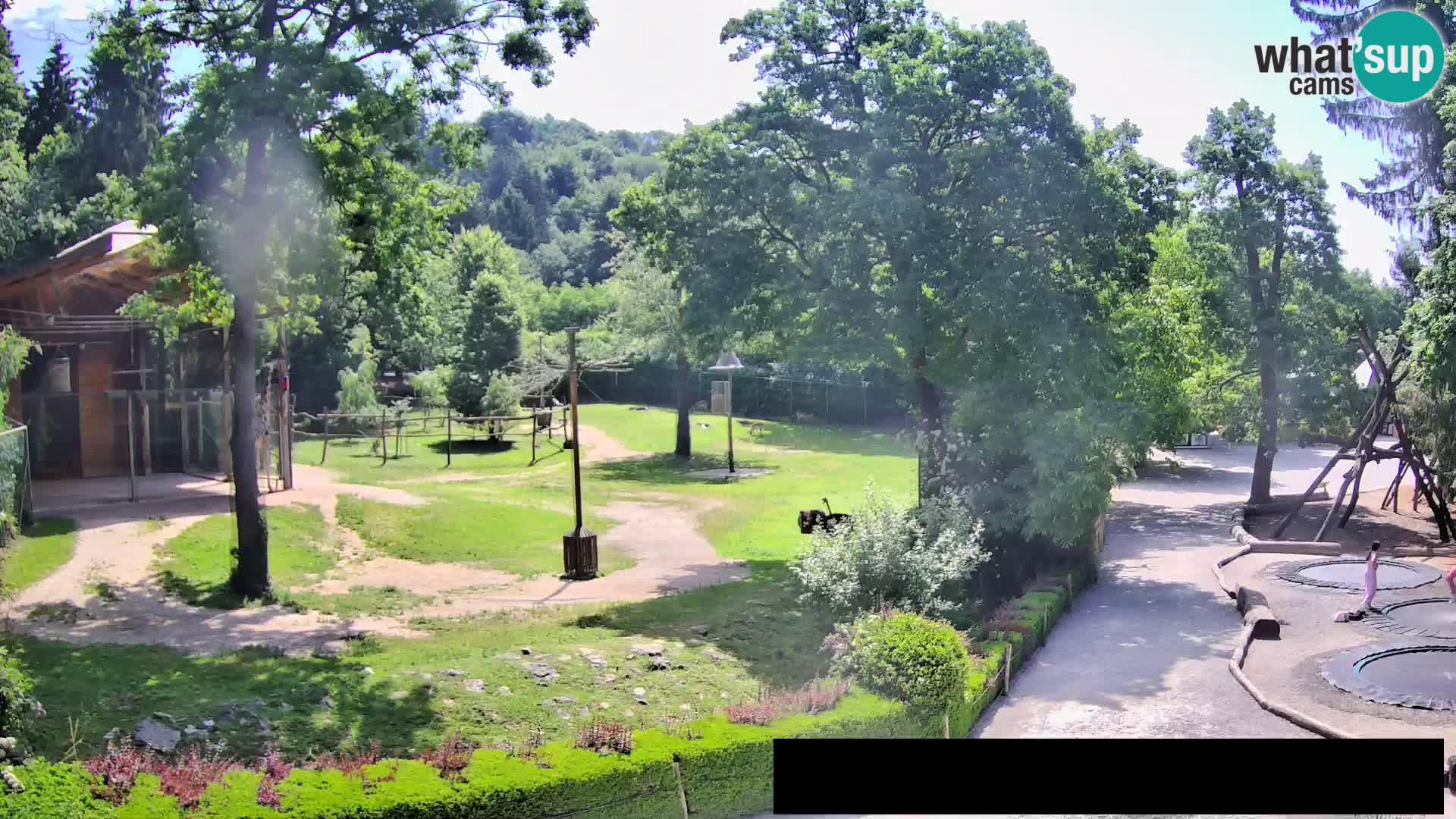 Webcam live Zoo Lubiana – Giraffe