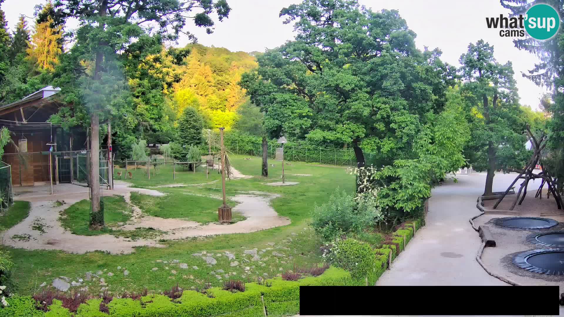 Webcam Zoo Ljubljana – Giraffes