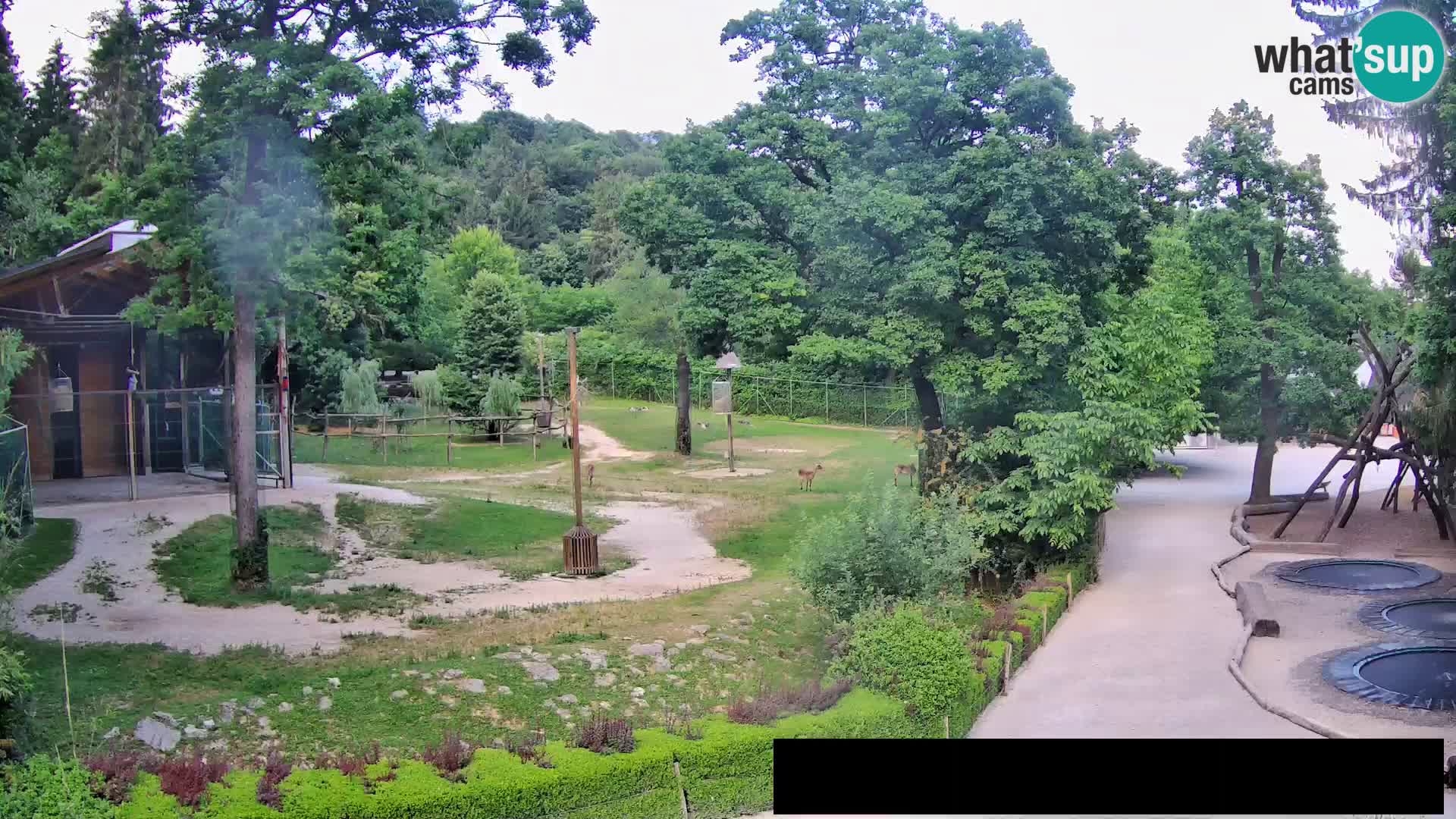 Webcam Zoo Ljubljana – Giraffen