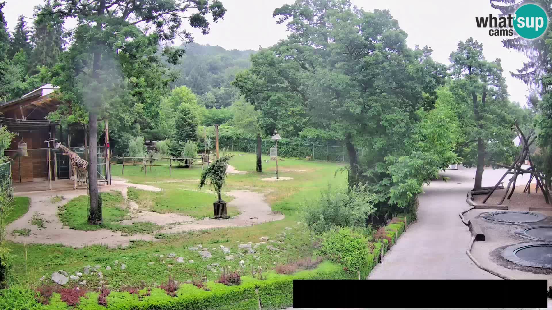 Webcam Zoo Ljubljana – Giraffen