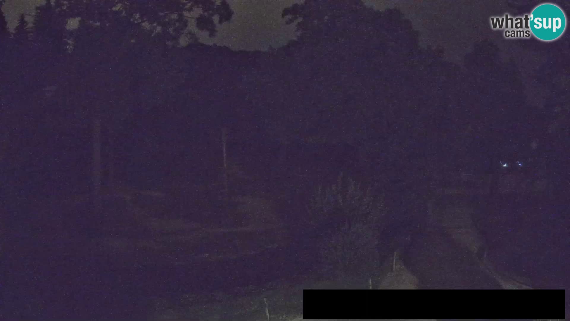 Webcam Zoo Ljubljana – Giraffen