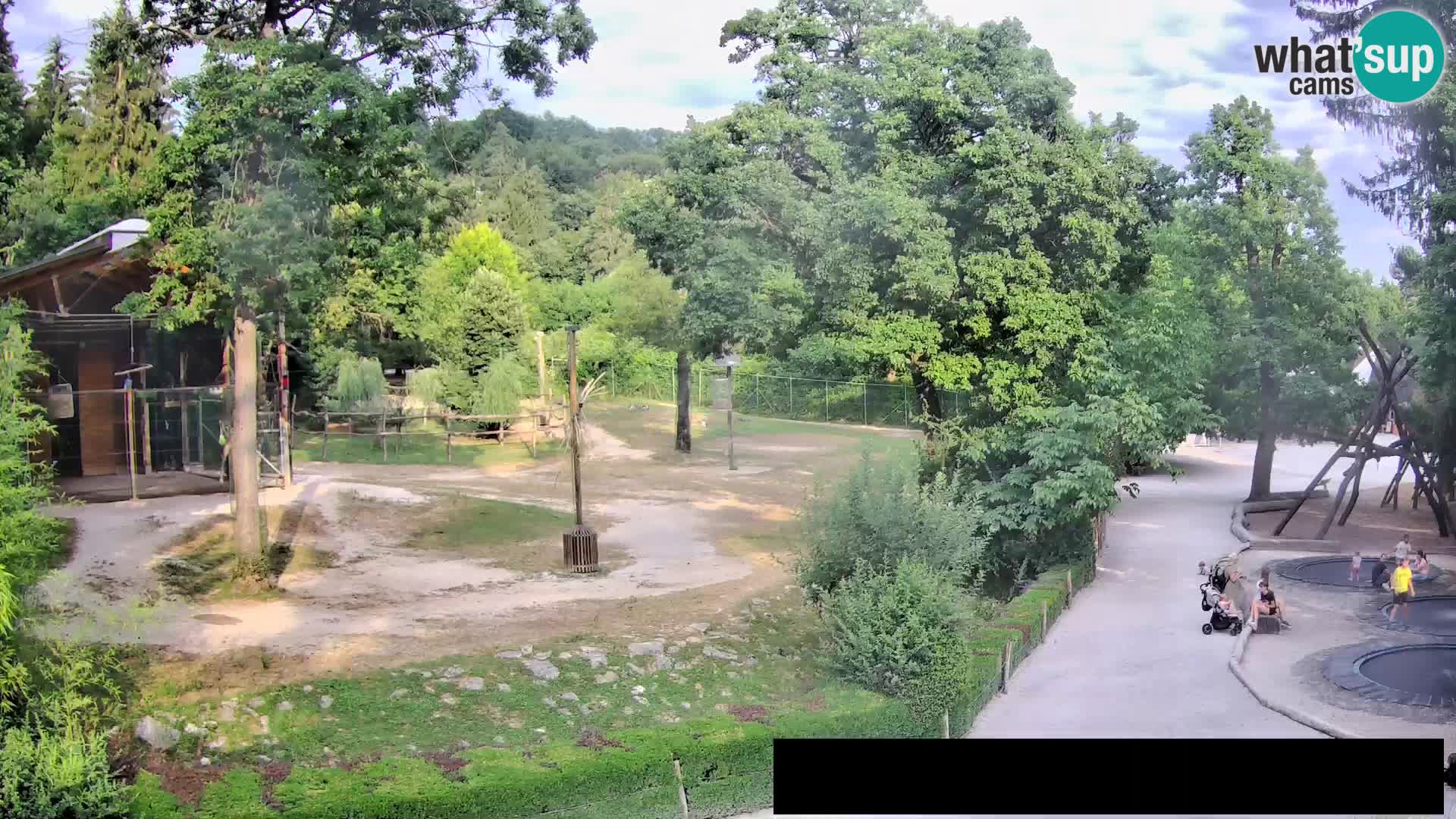 Webcam Zoo Ljubljana – Giraffes