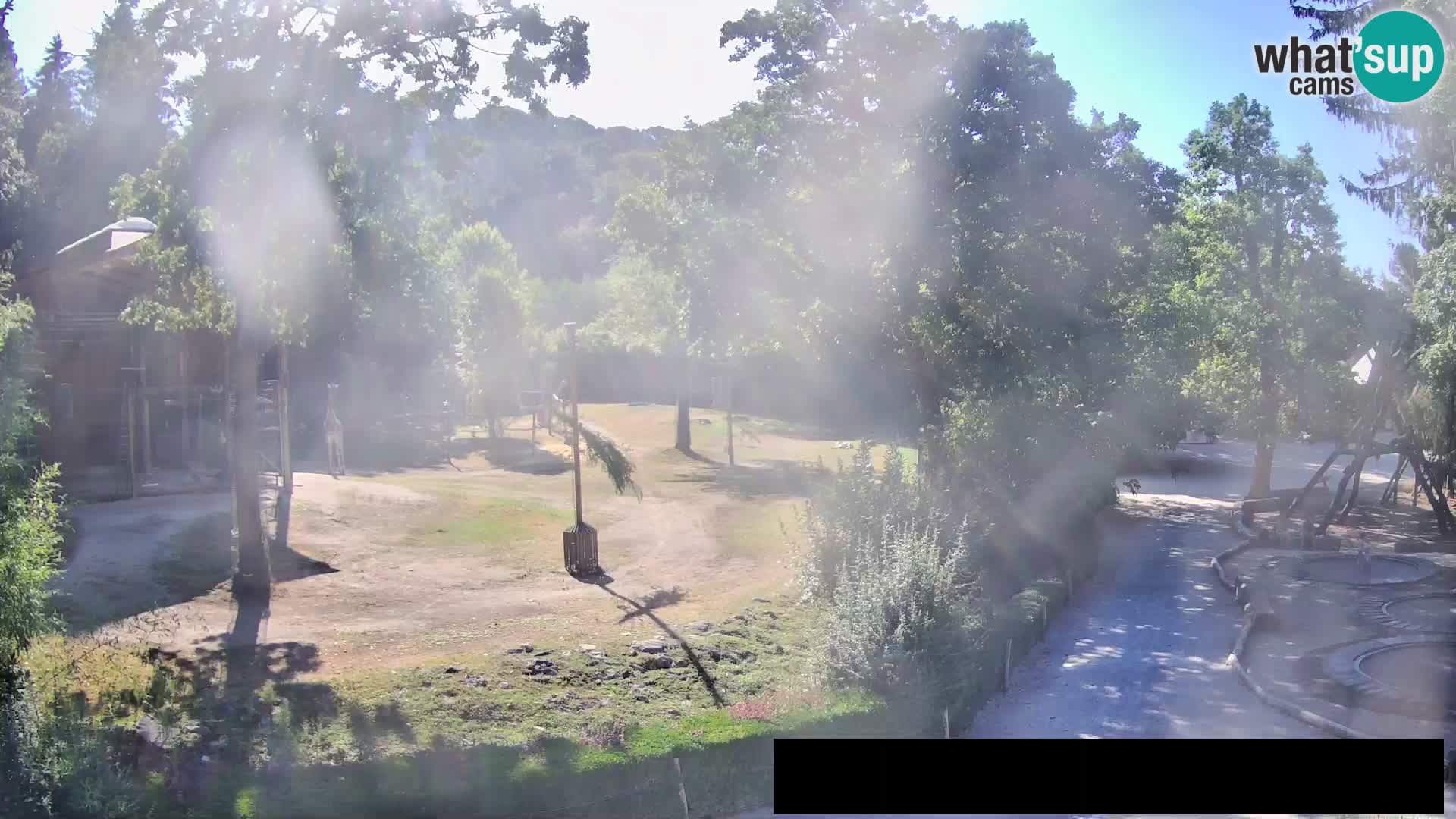 Webcam Zoo Ljubljana – Giraffes