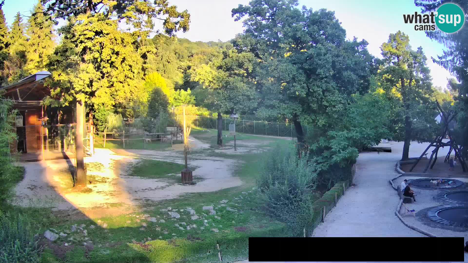 Webcam live Zoo Lubiana – Giraffe