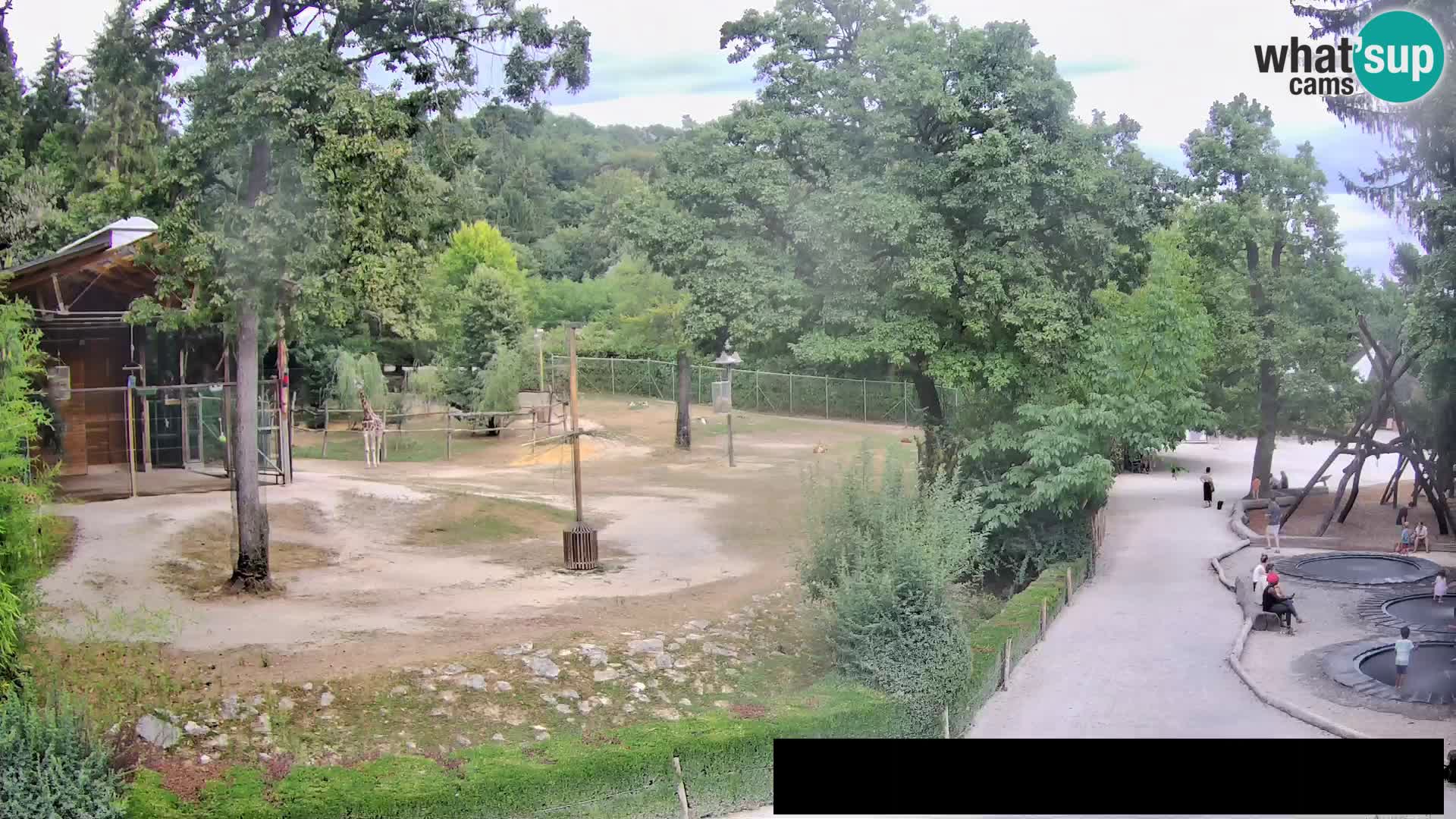 Webcam Zoo Ljubljana – Giraffen