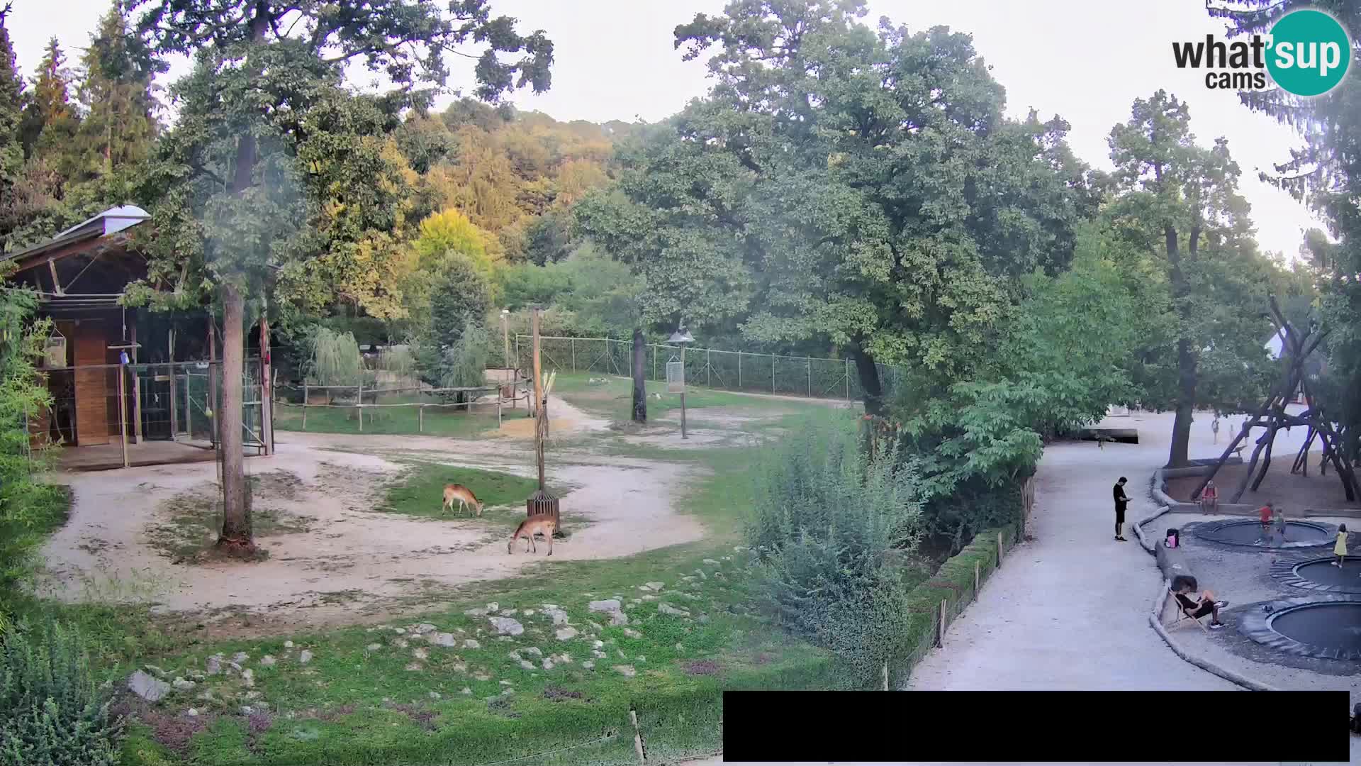 Spletna kamera Živalski vrt Ljubljana – Žirafe