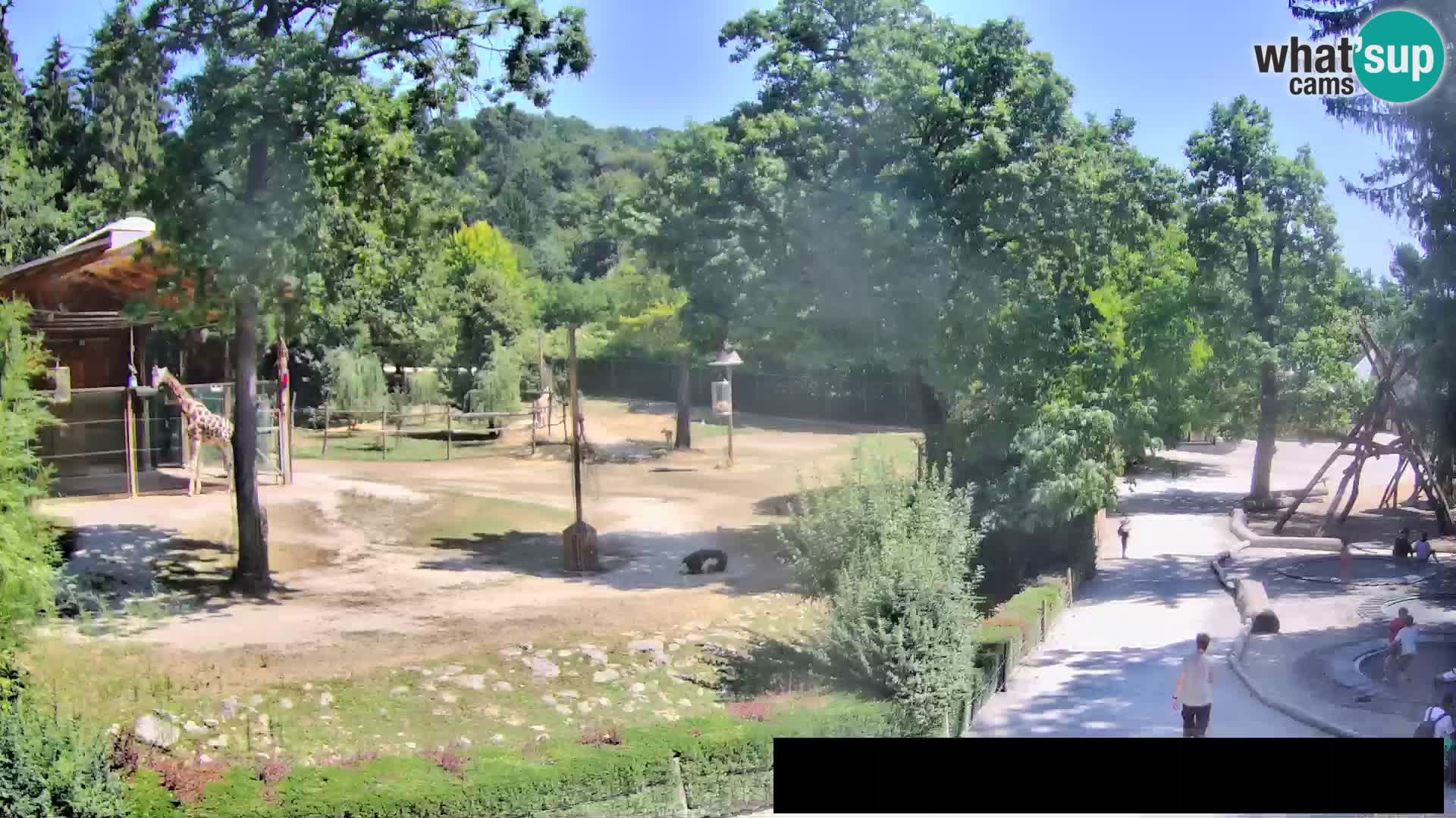 Spletna kamera Živalski vrt Ljubljana – Žirafe
