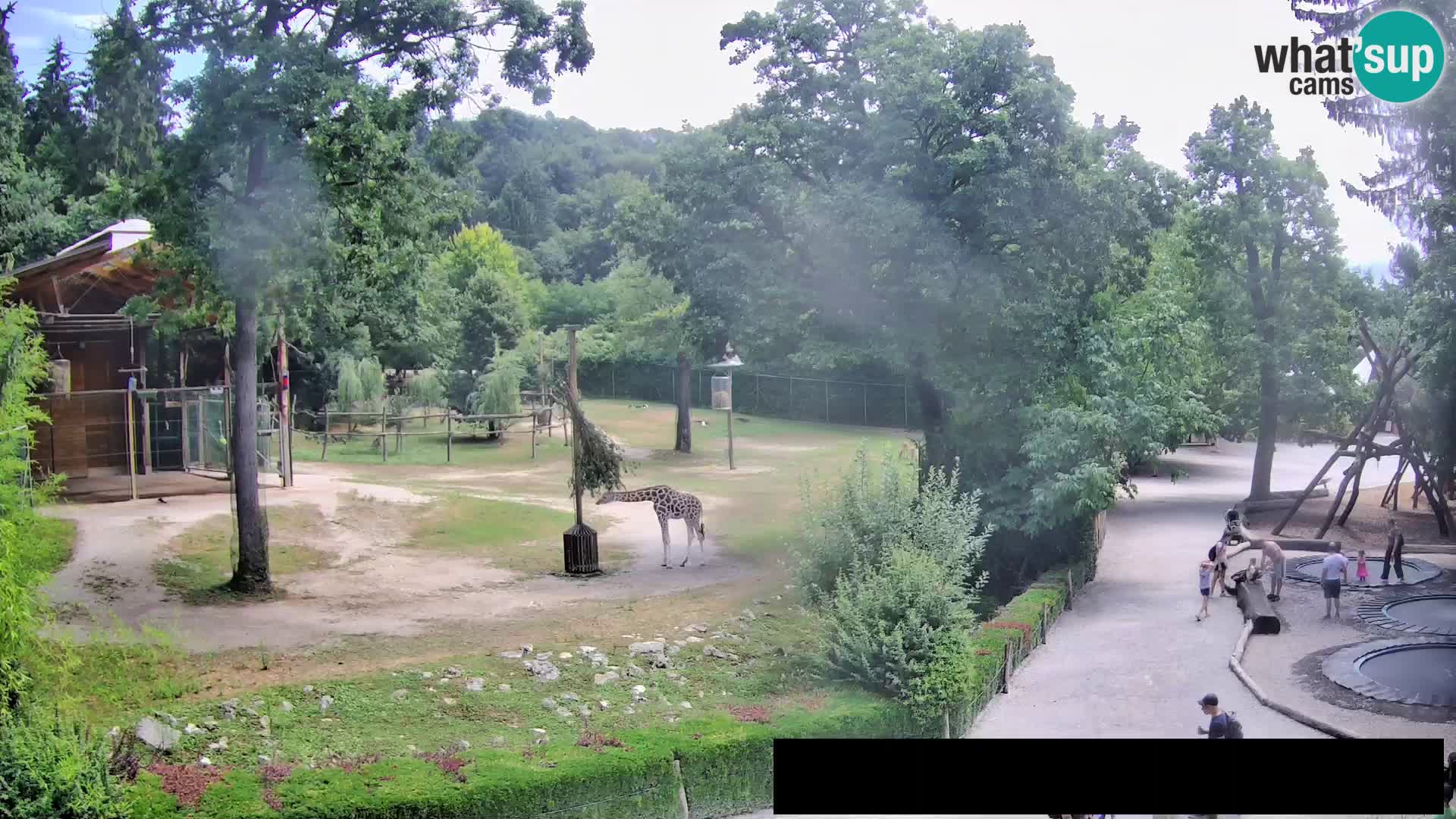 Webcam Zoo Ljubljana – Jirafas