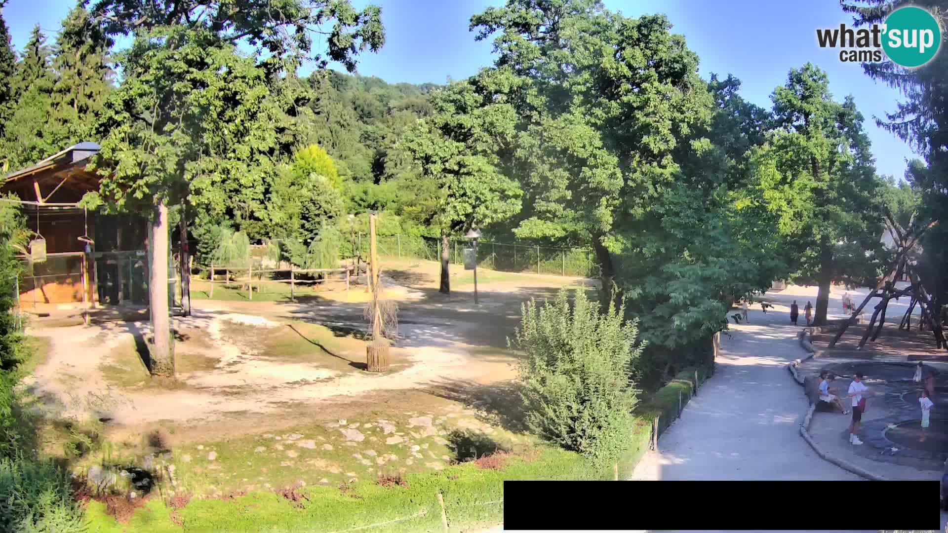 Webcam Zoo Ljubljana – Giraffes