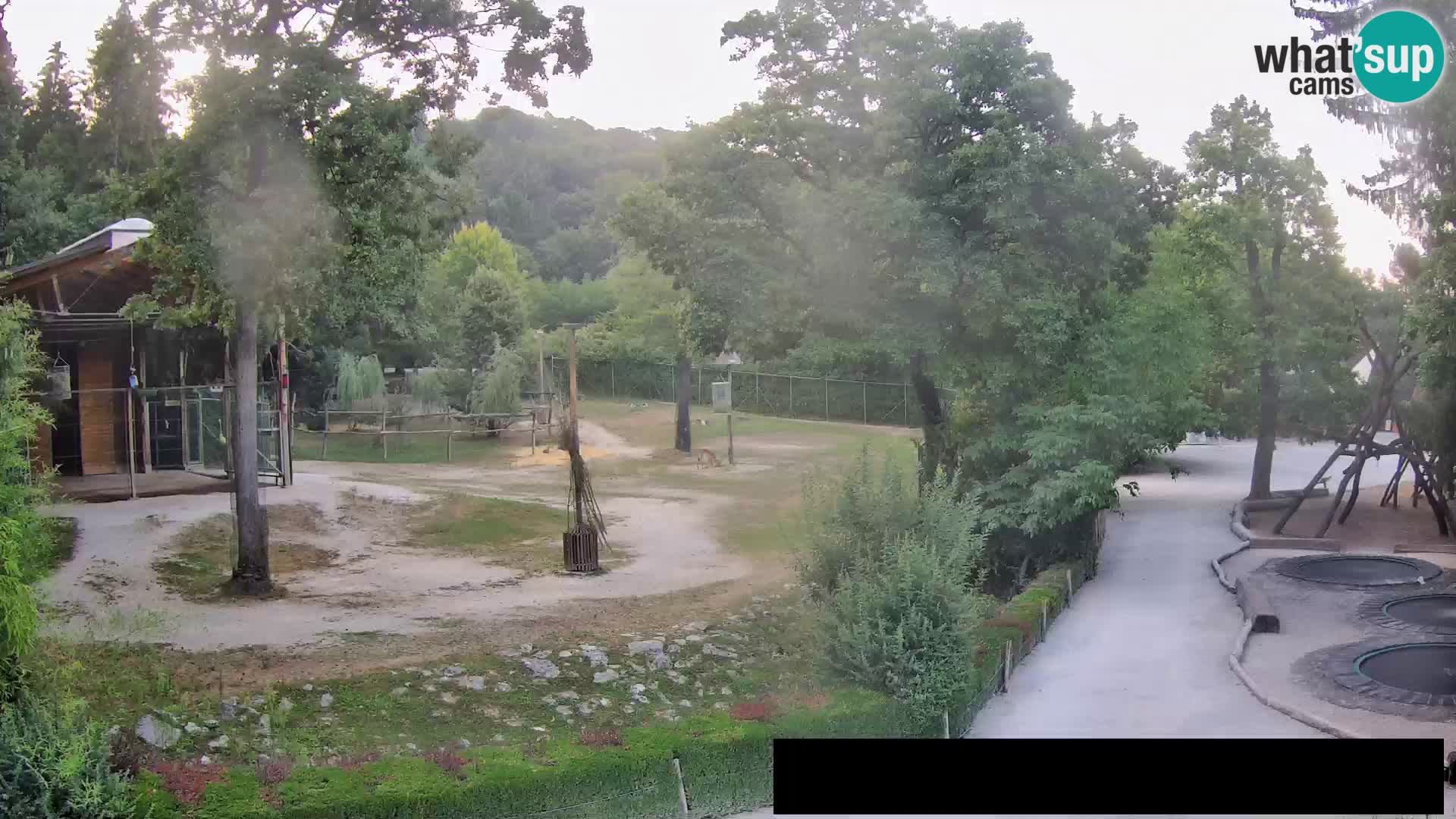 Webcam Zoo Ljubljana – Giraffes