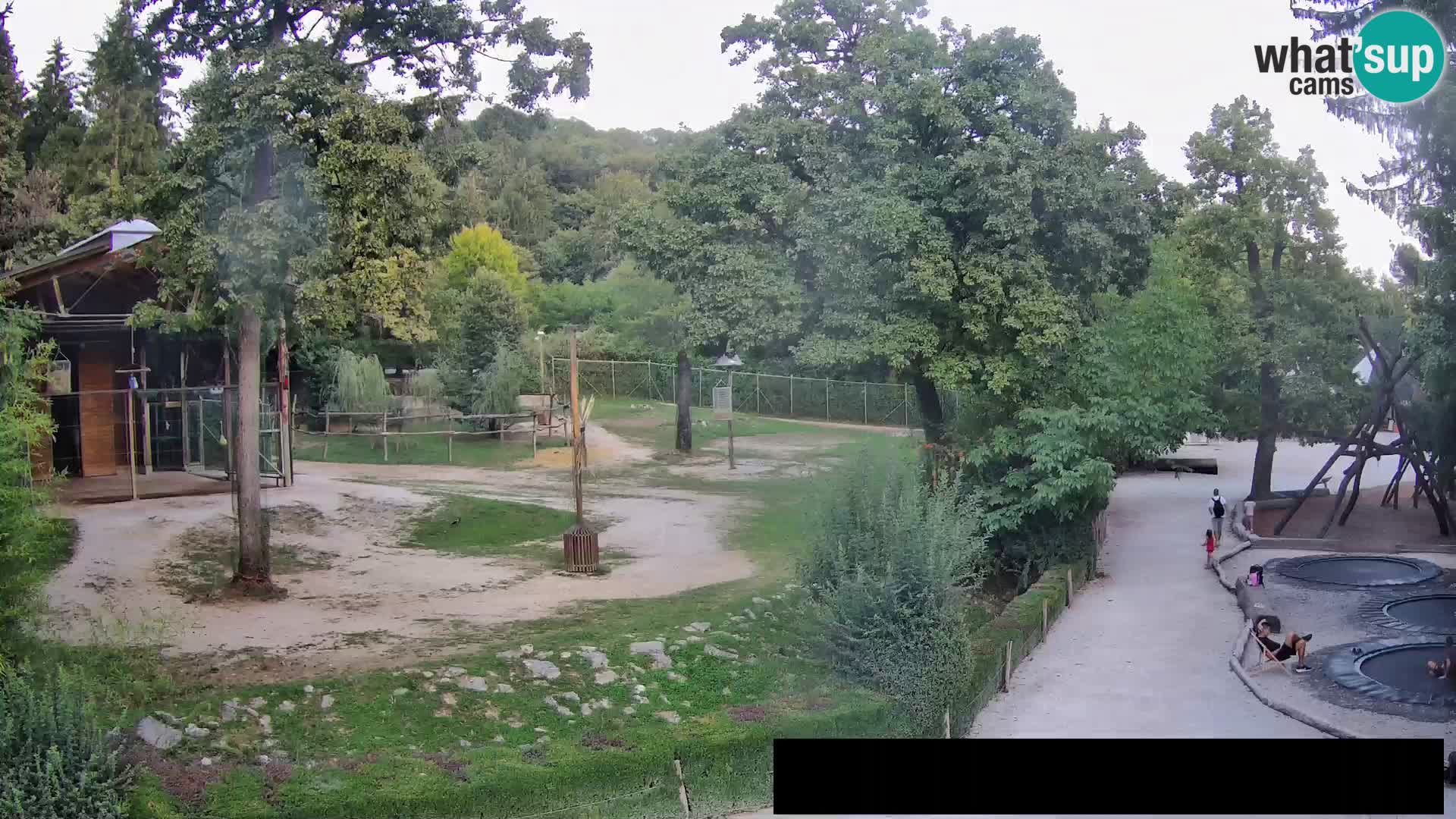 Webcam Zoo Ljubljana – Giraffes
