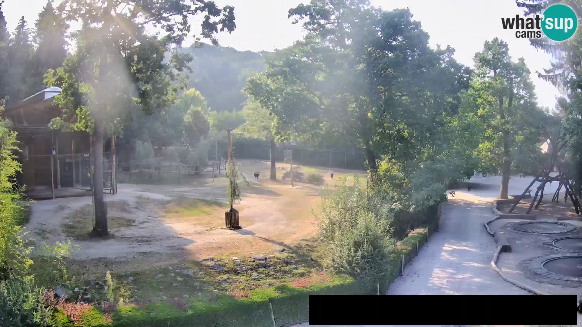 Webcam live Zoo Lubiana – Giraffe