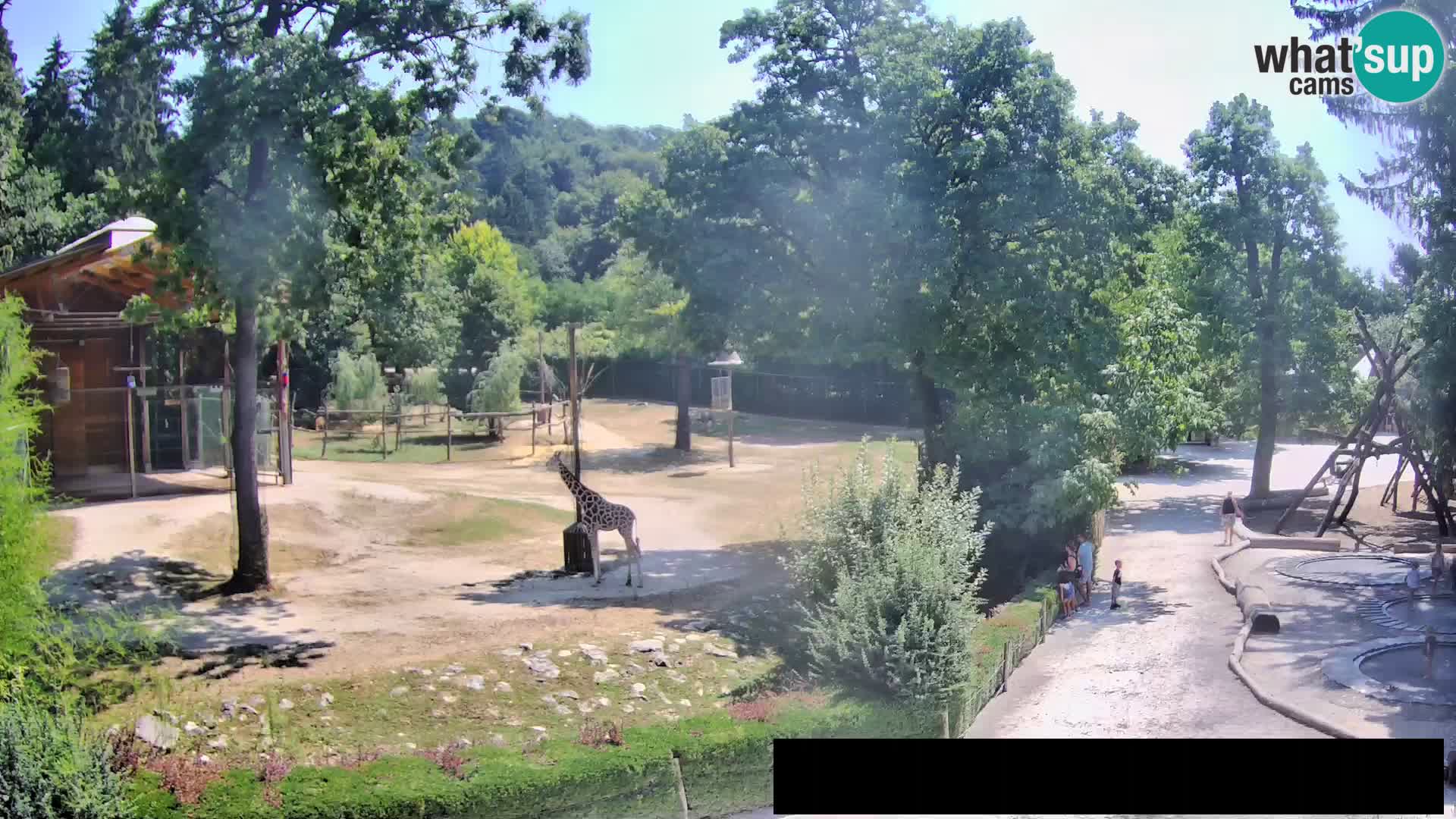 Webcam live Zoo Lubiana – Giraffe