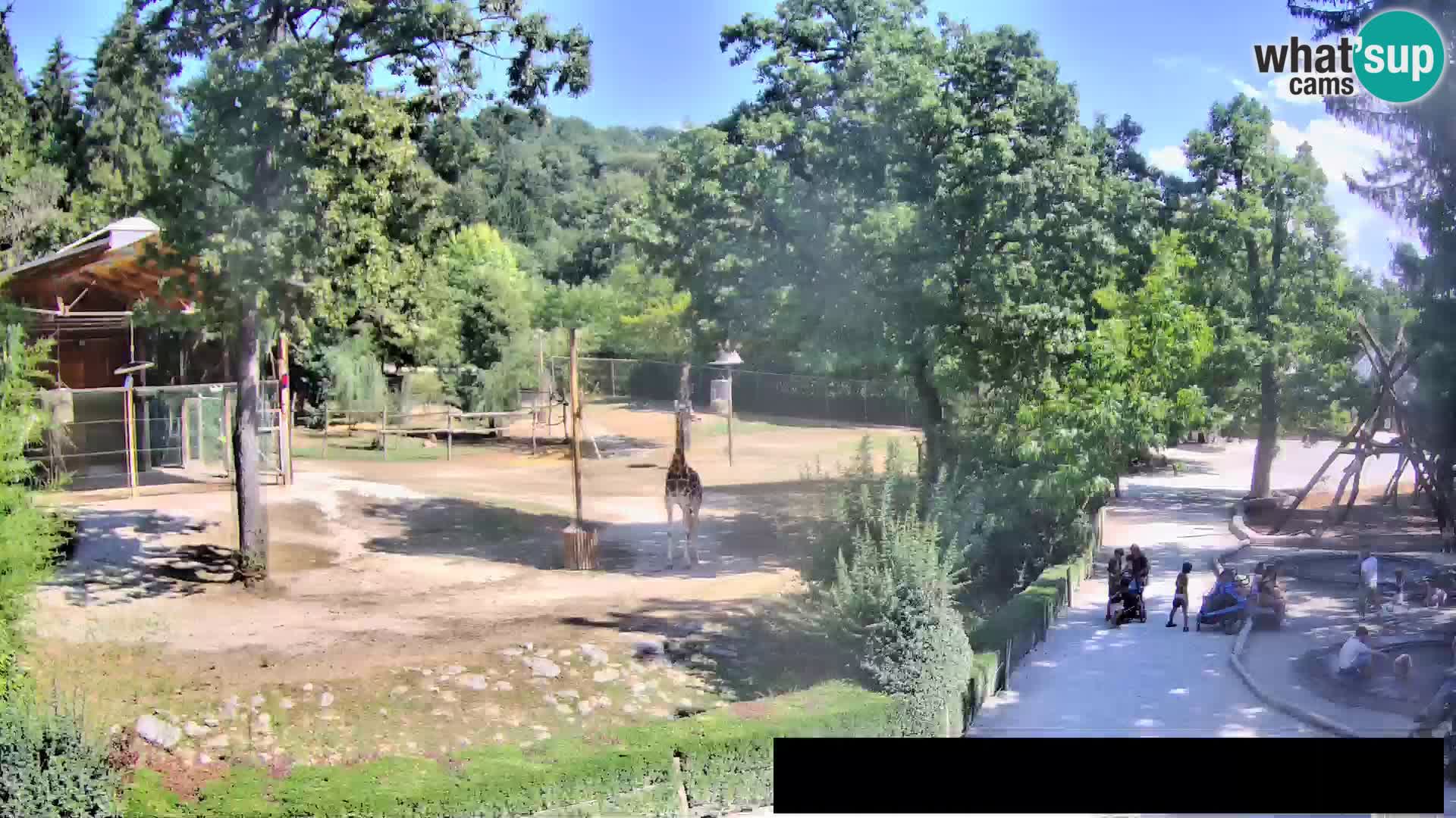 Webcam Zoo Ljubljana – Giraffes