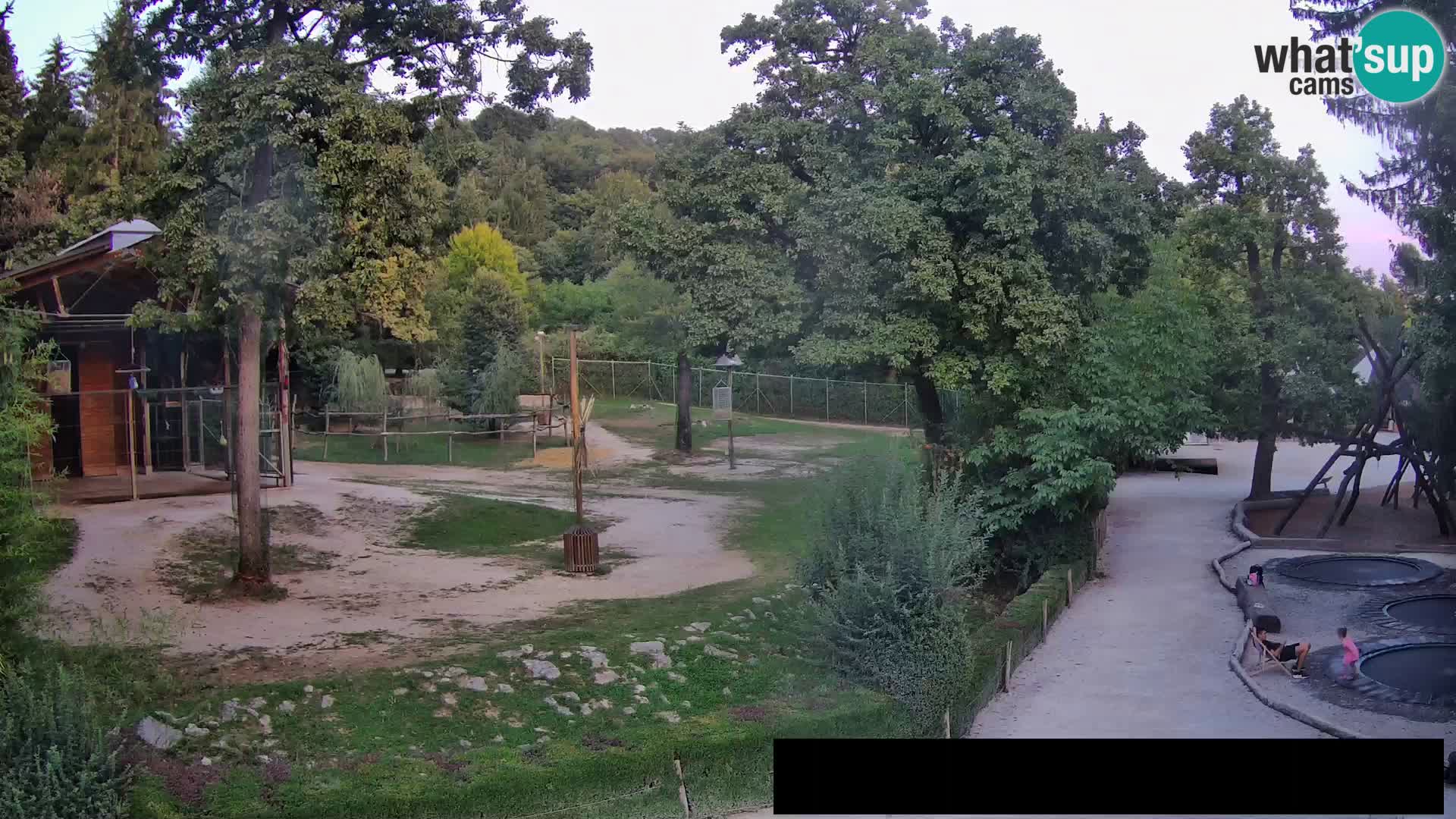 Webcam Zoo Ljubljana – Giraffen
