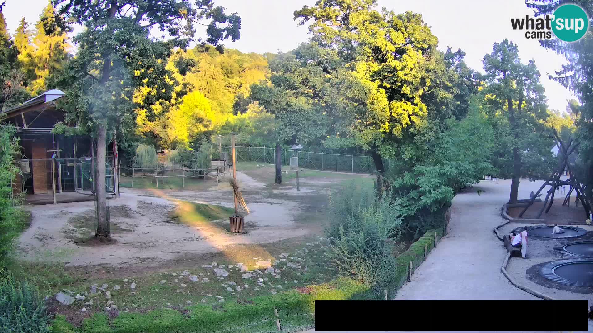 Webcam Zoo Ljubljana – Giraffes