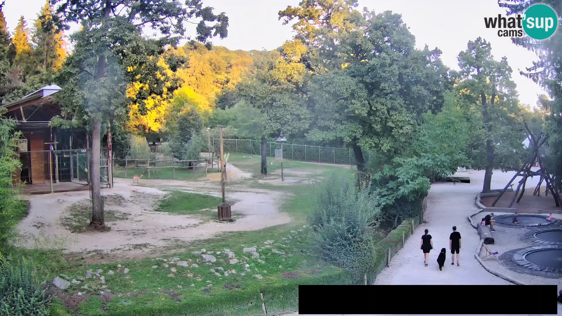 Spletna kamera Živalski vrt Ljubljana – Žirafe