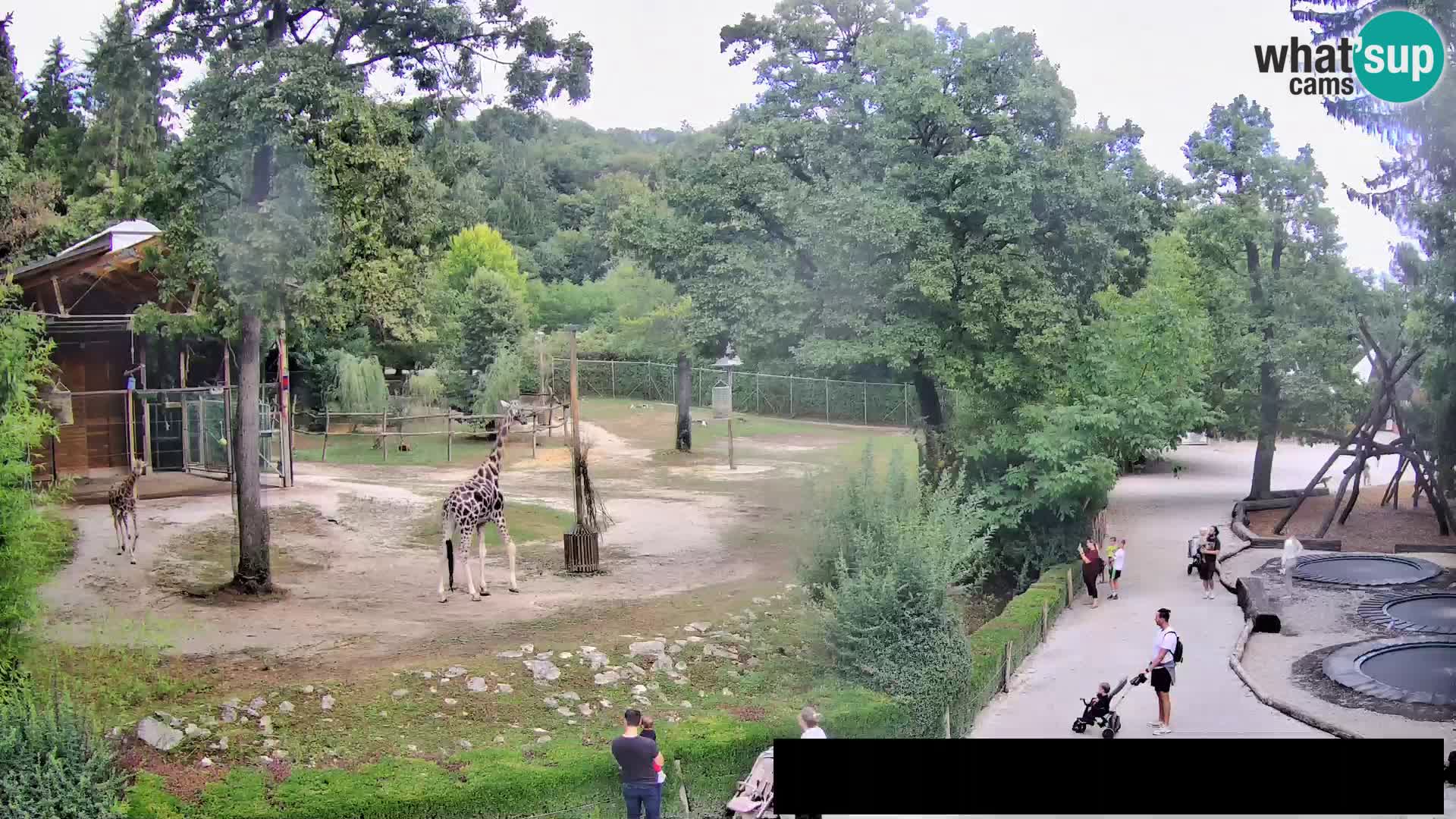 Webcam live Zoo Lubiana – Giraffe