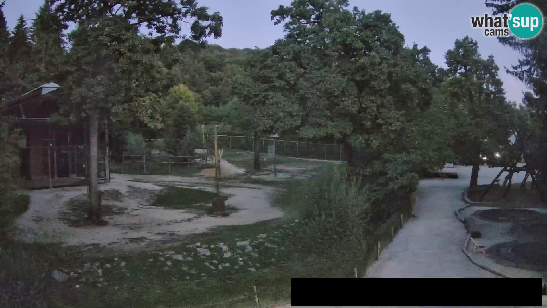 Web kamera Zoo Ljubljana – Žirafe