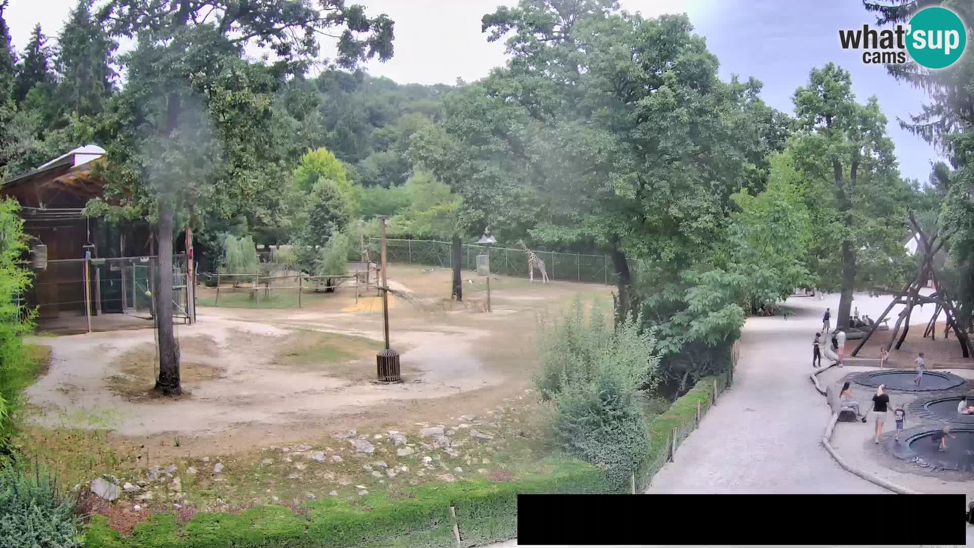 Webcam Zoo Ljubljana – Giraffen