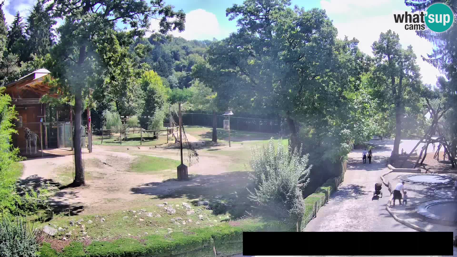 Webcam live Zoo Lubiana – Giraffe