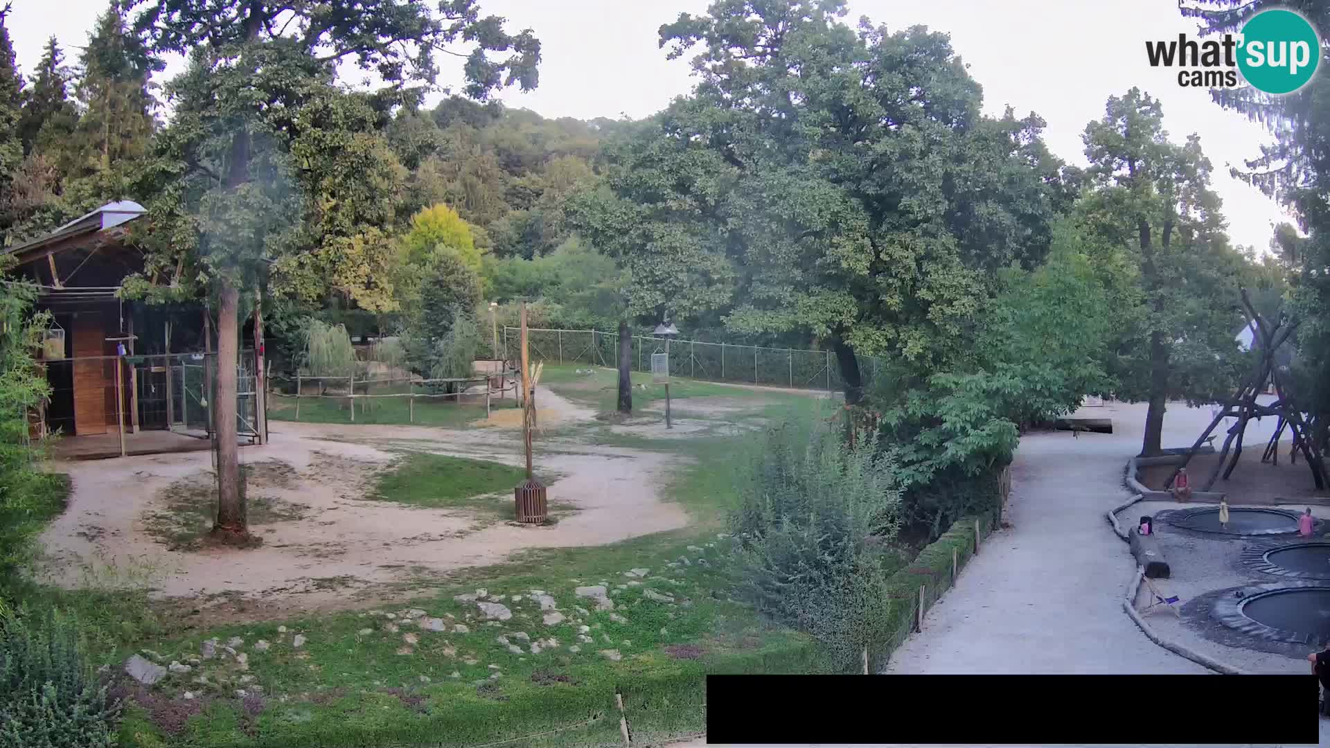 Webcam Zoo Ljubljana – Giraffes