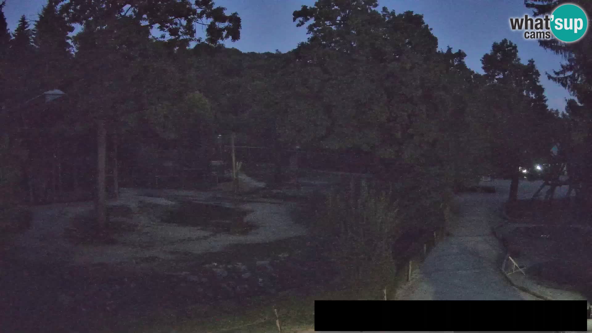 Webcam Zoo Ljubljana – Giraffen