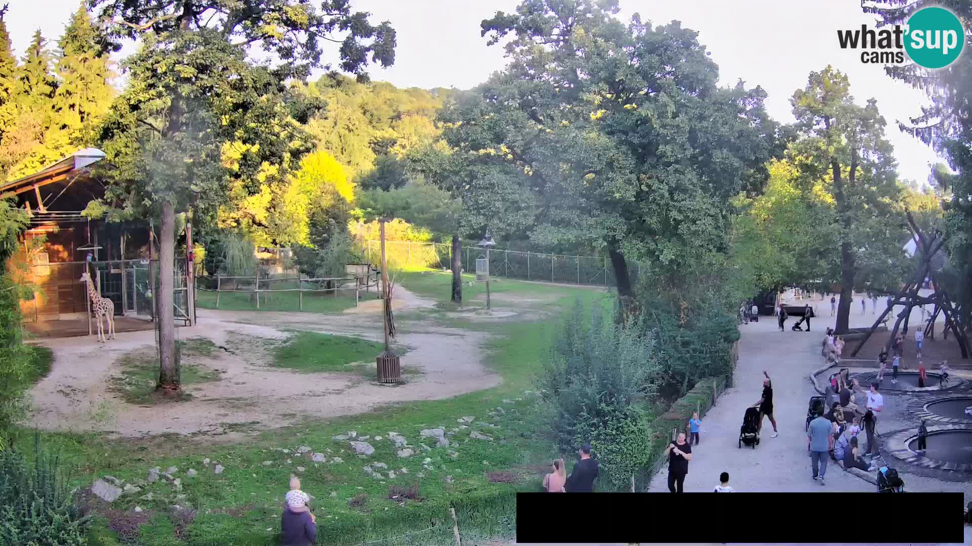 Webcam Zoo Ljubljana – Giraffes