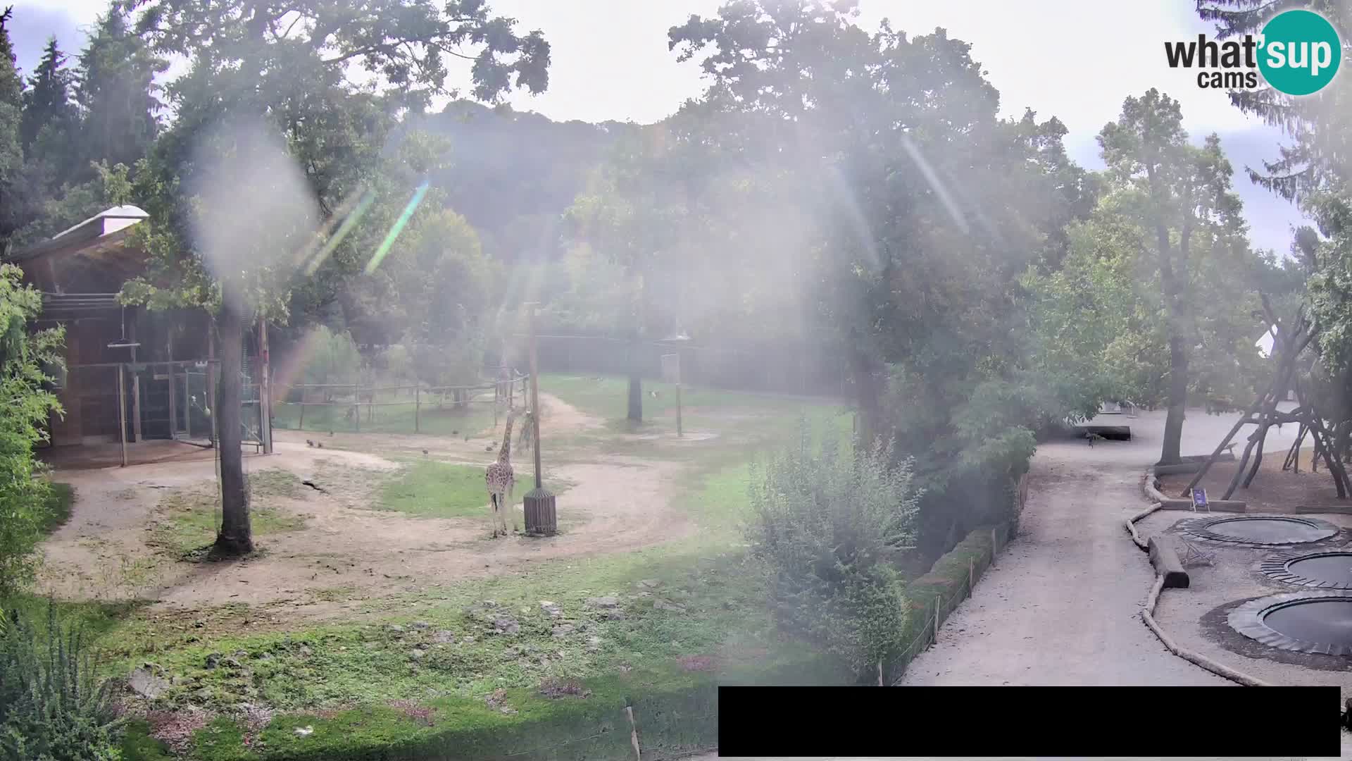Webcam Zoo Ljubljana – Giraffes