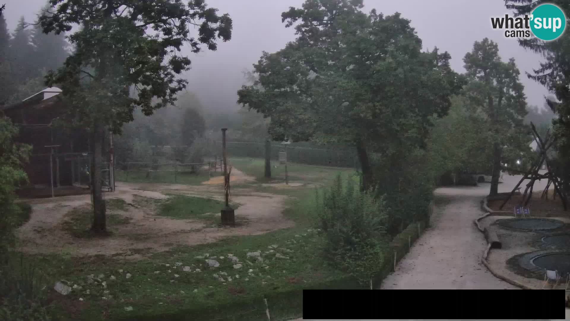 Webcam Zoo Ljubljana – Giraffen